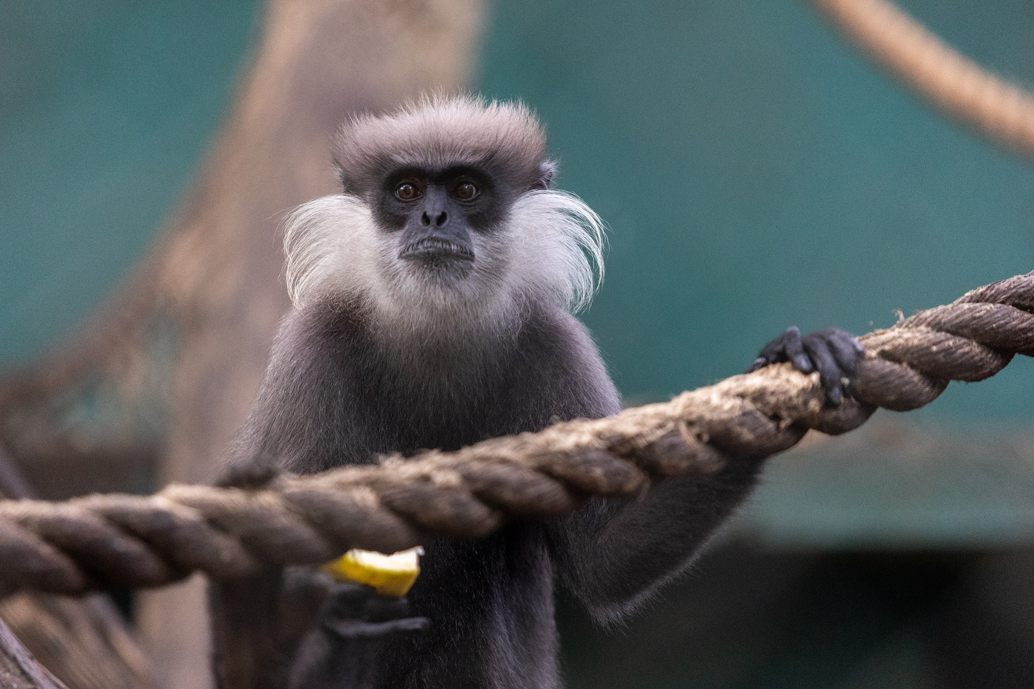 Зоопарк Дехивала. Фотограф Сонкина Татьяна