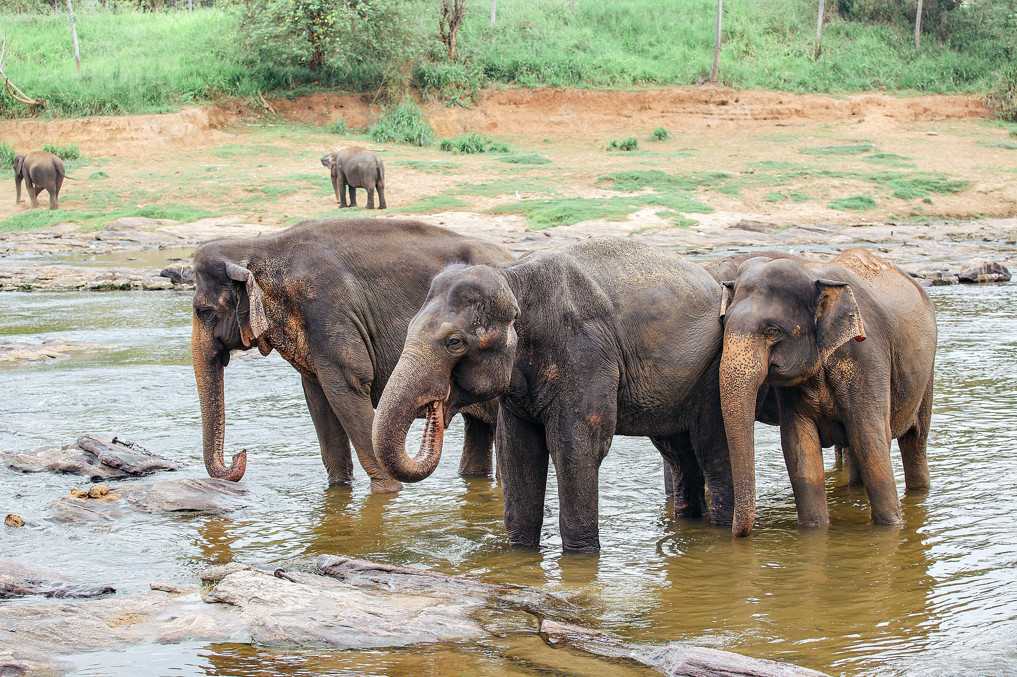 Слоновий питомник Пиннавела. Фотограф Сонкина Татьяна