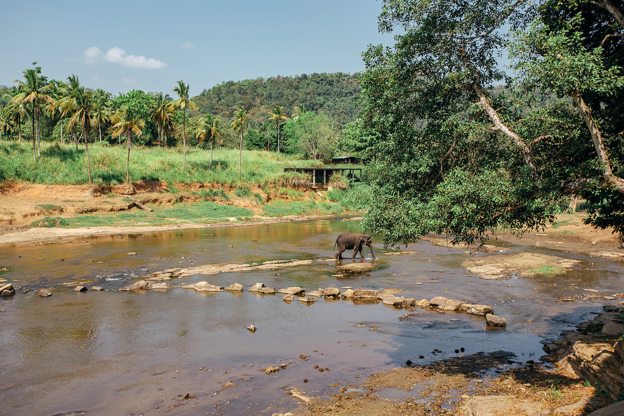 Слоновий питомник Пиннавела. Фотограф Сонкина Татьяна