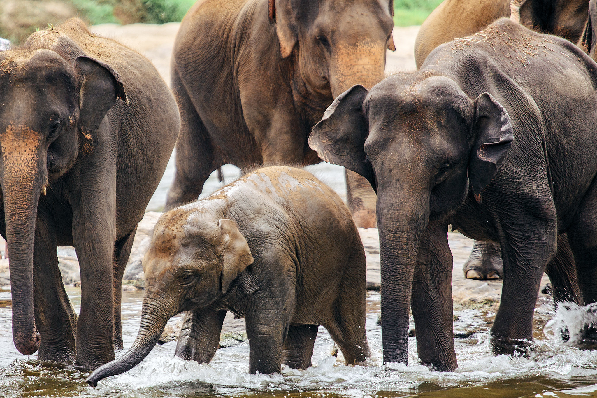 Слоновий питомник Пиннавела. Фотограф Сонкина Татьяна