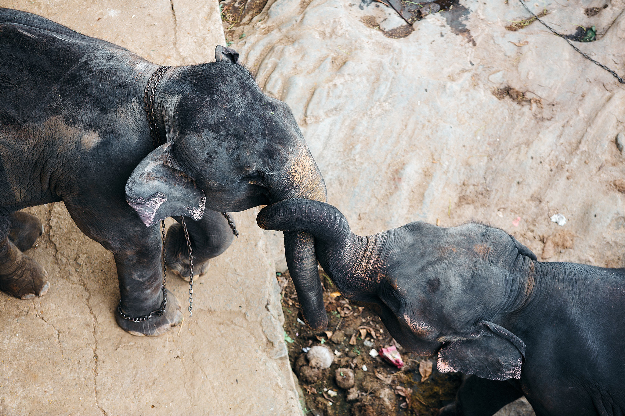 Слоновий питомник Пиннавела. Фотограф Сонкина Татьяна