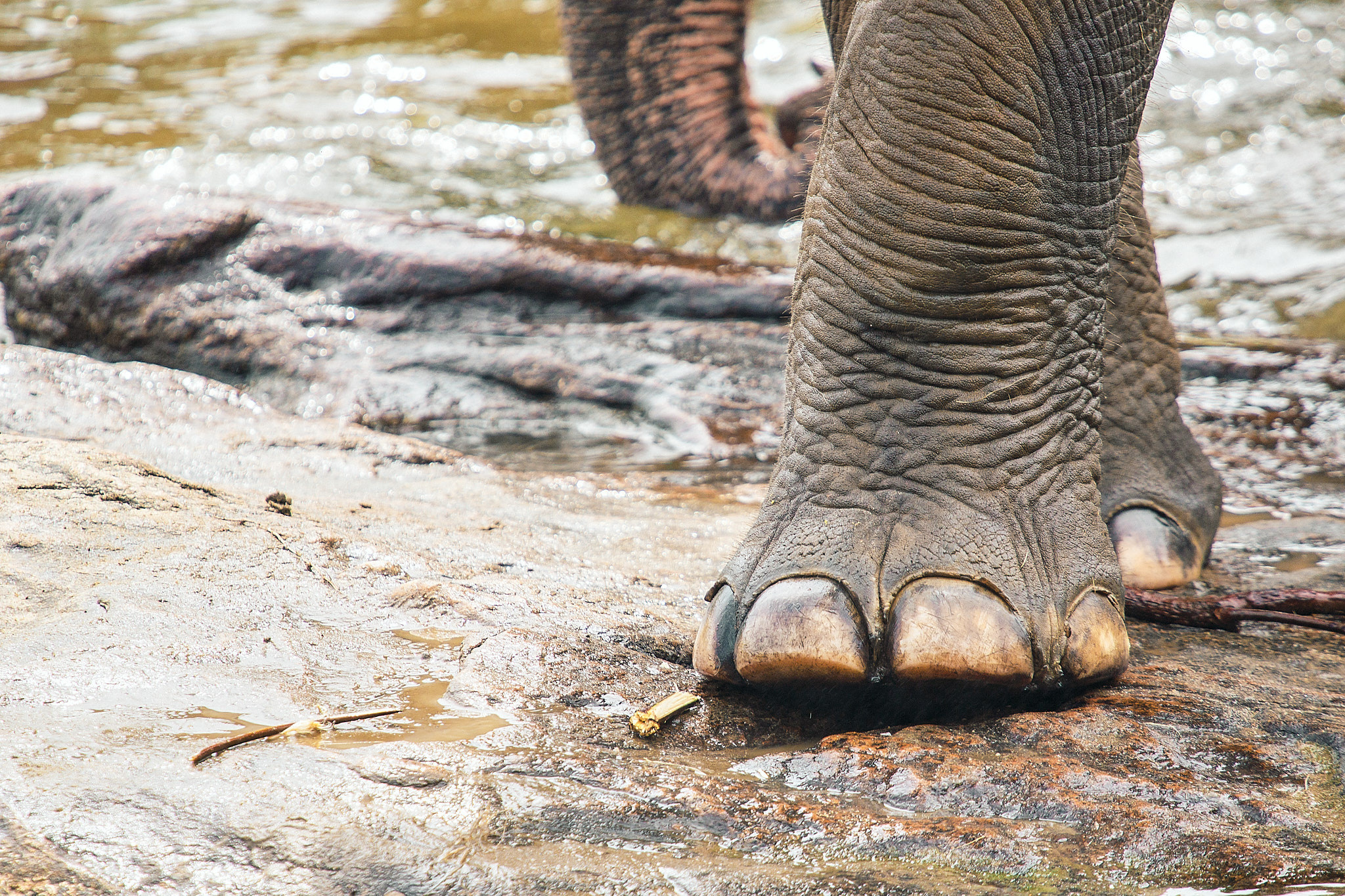Слоновий питомник Пиннавела. Фотограф Сонкина Татьяна