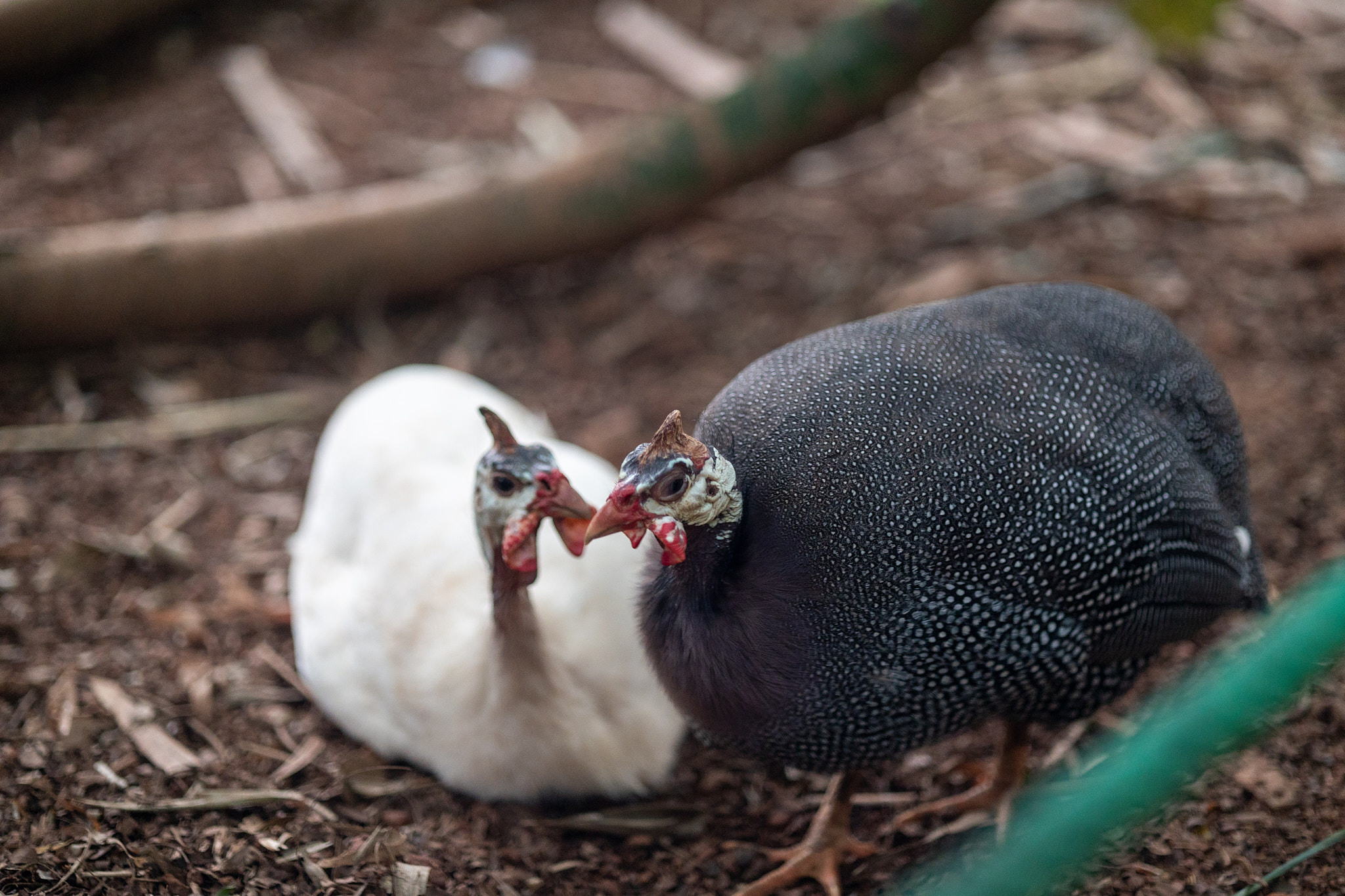 Зоопарк Дехивала. Фотограф Сонкина Татьяна