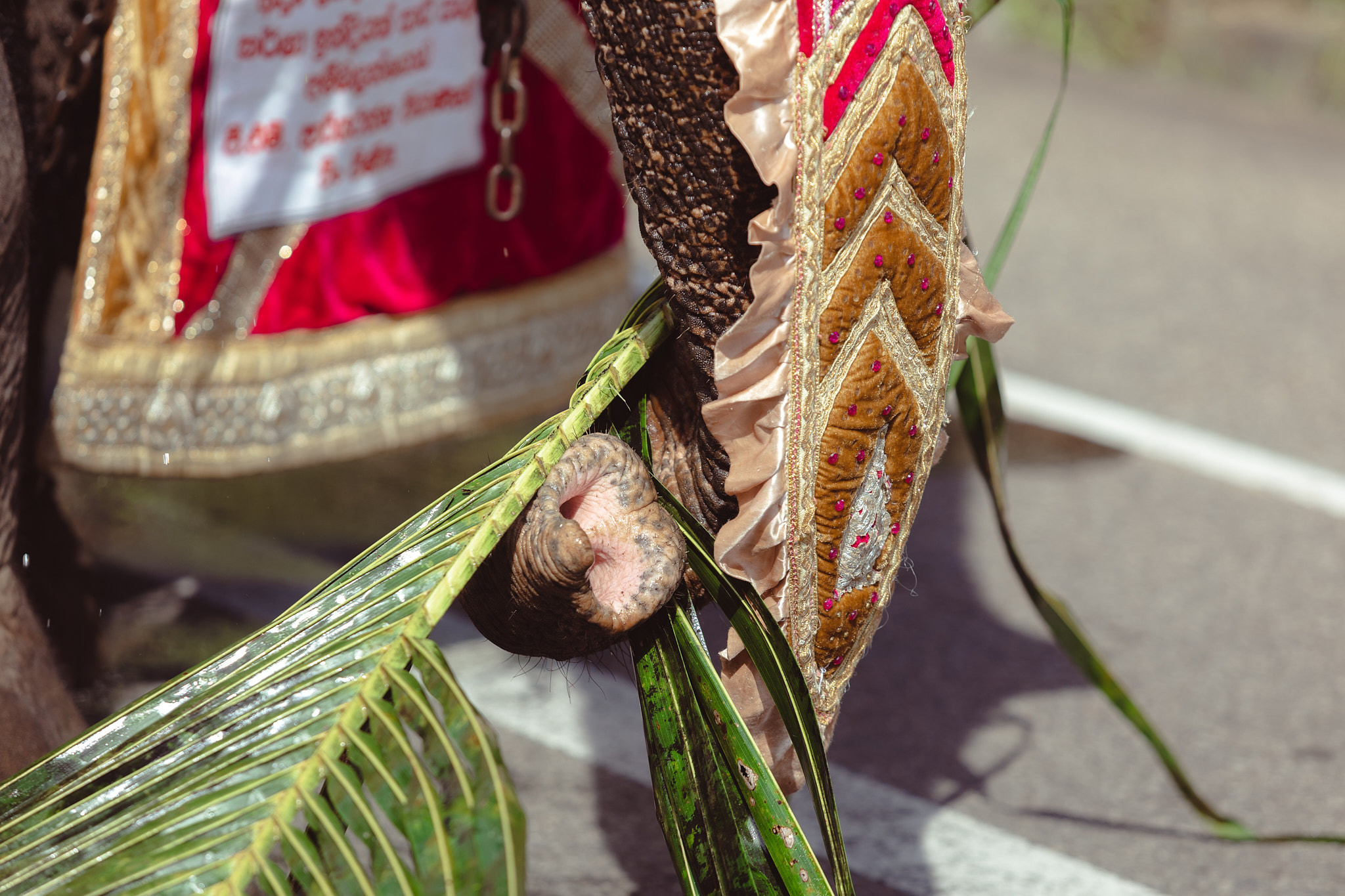 Festival Perahera Adhi Esala 2023. Photographer Sonkina Tatiana (Tanya Ash)