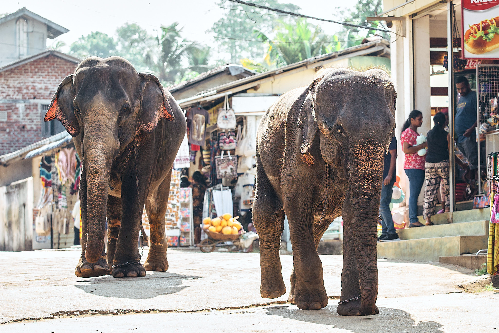 Слоновий питомник Пиннавела. Фотограф Сонкина Татьяна