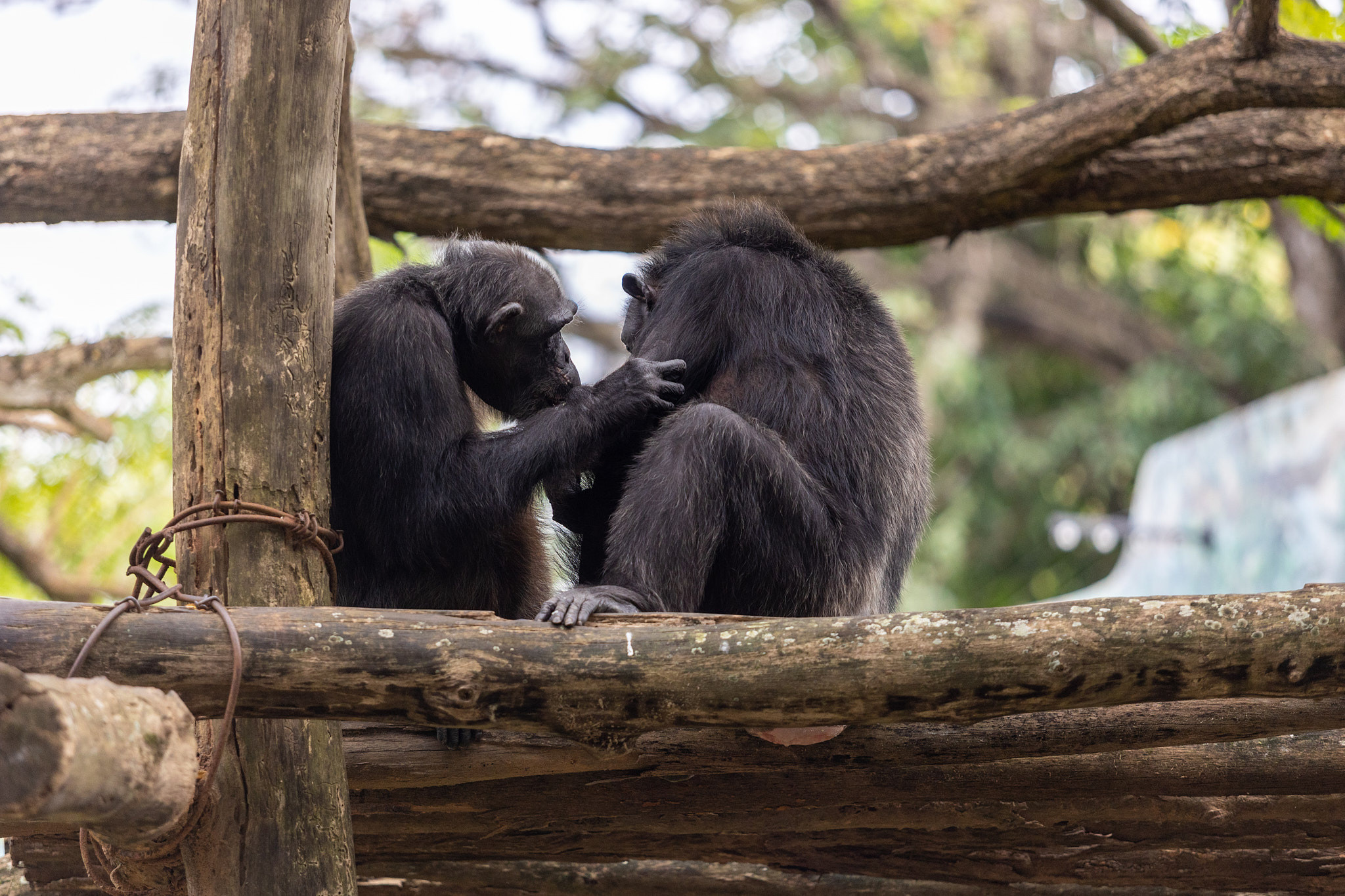 Зоопарк Дехивала. Фотограф Сонкина Татьяна