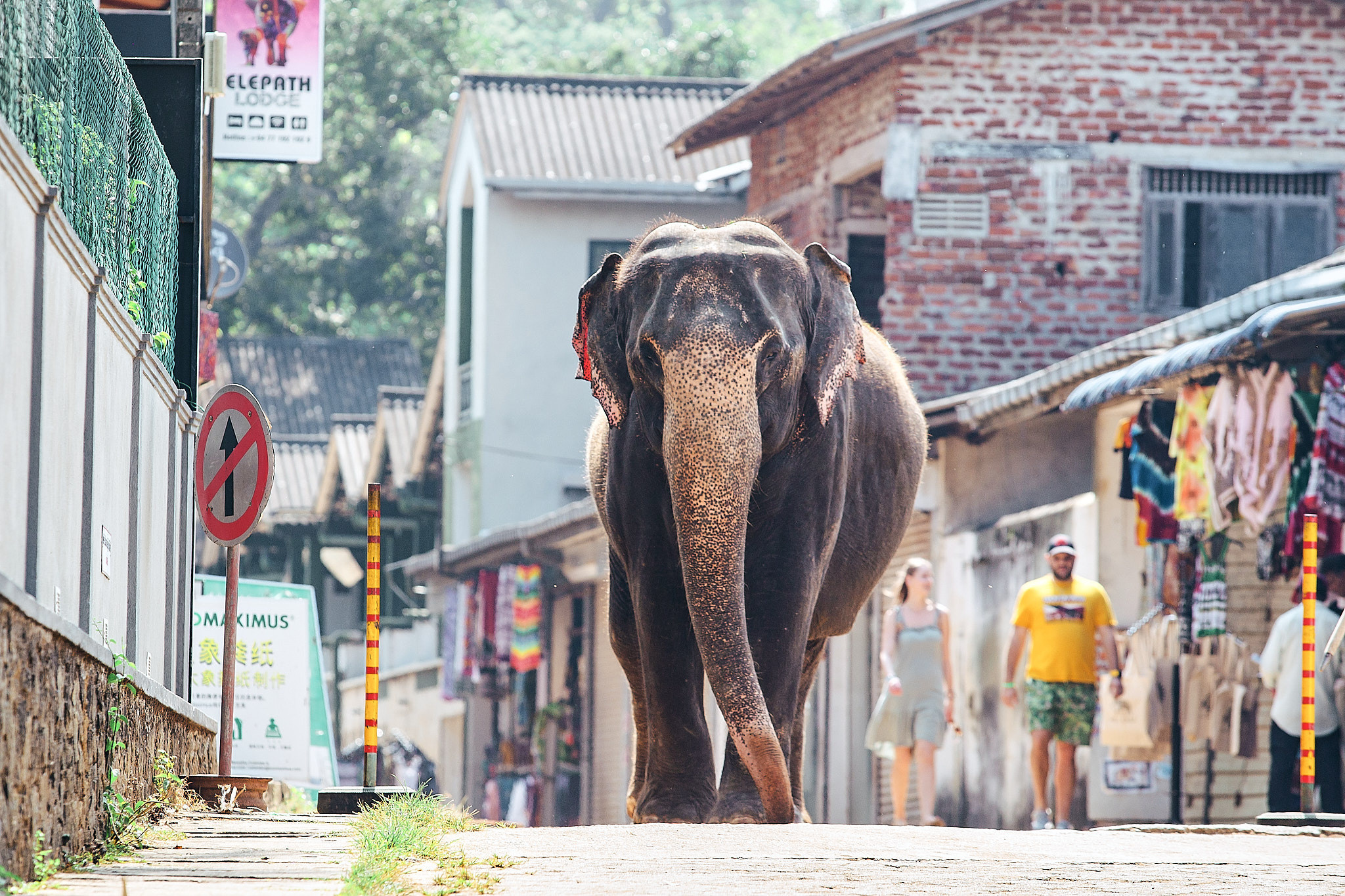 Слоновий питомник Пиннавела. Фотограф Сонкина Татьяна