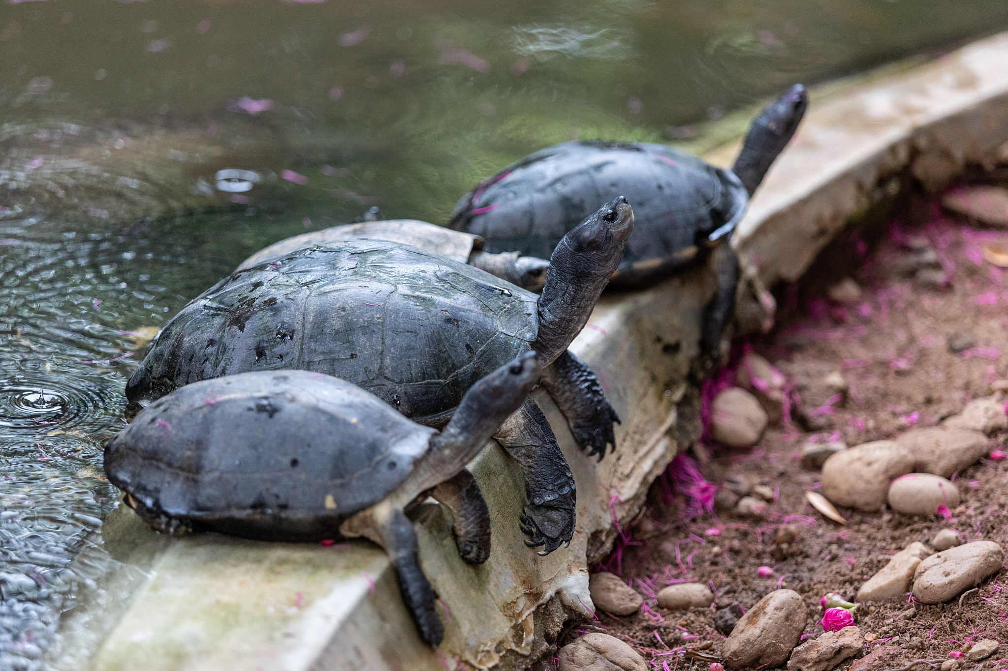 Зоопарк Дехивала. Фотограф Сонкина Татьяна