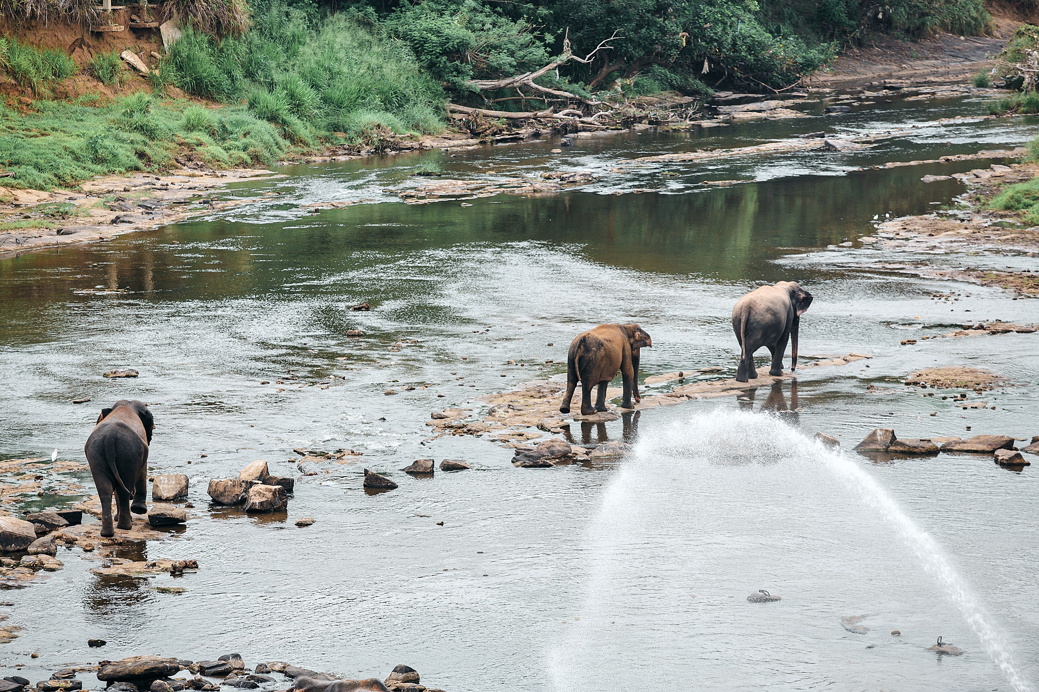 Слоновий питомник Пиннавела. Фотограф Сонкина Татьяна