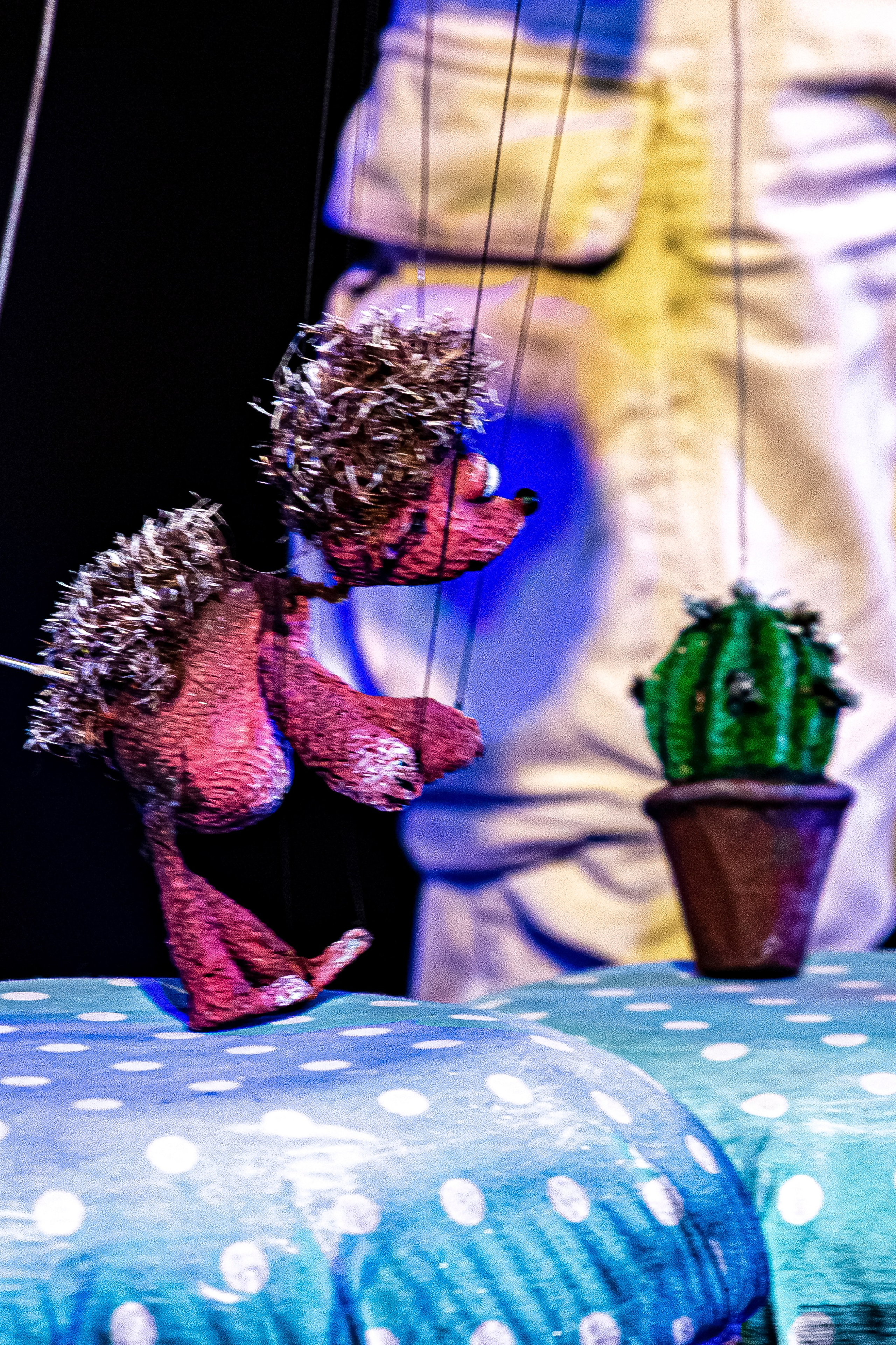 Колючая сказка. Фотограф в Сочи Юрий Шептаев