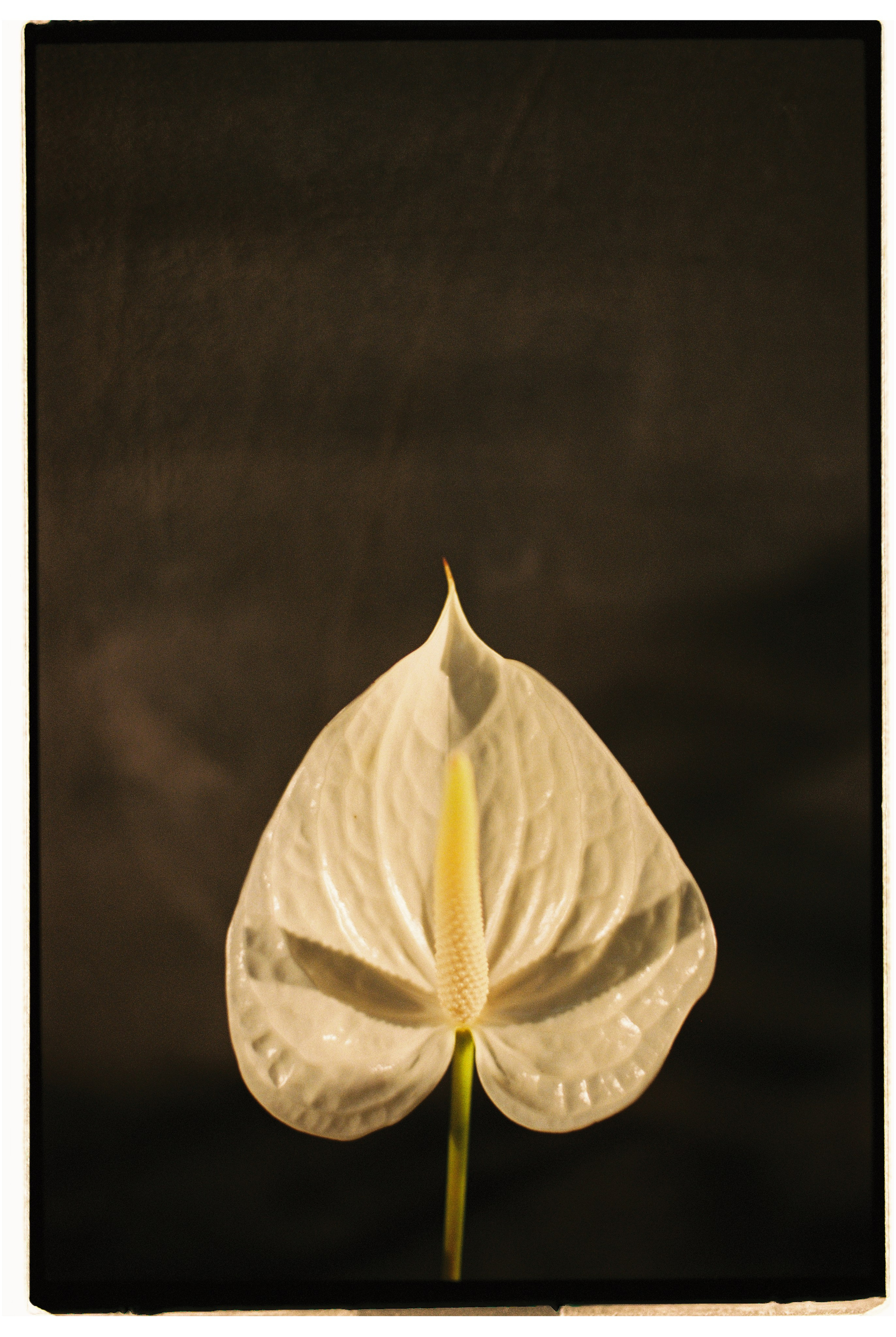 Film WD. Свадебный и репортажный фотограф