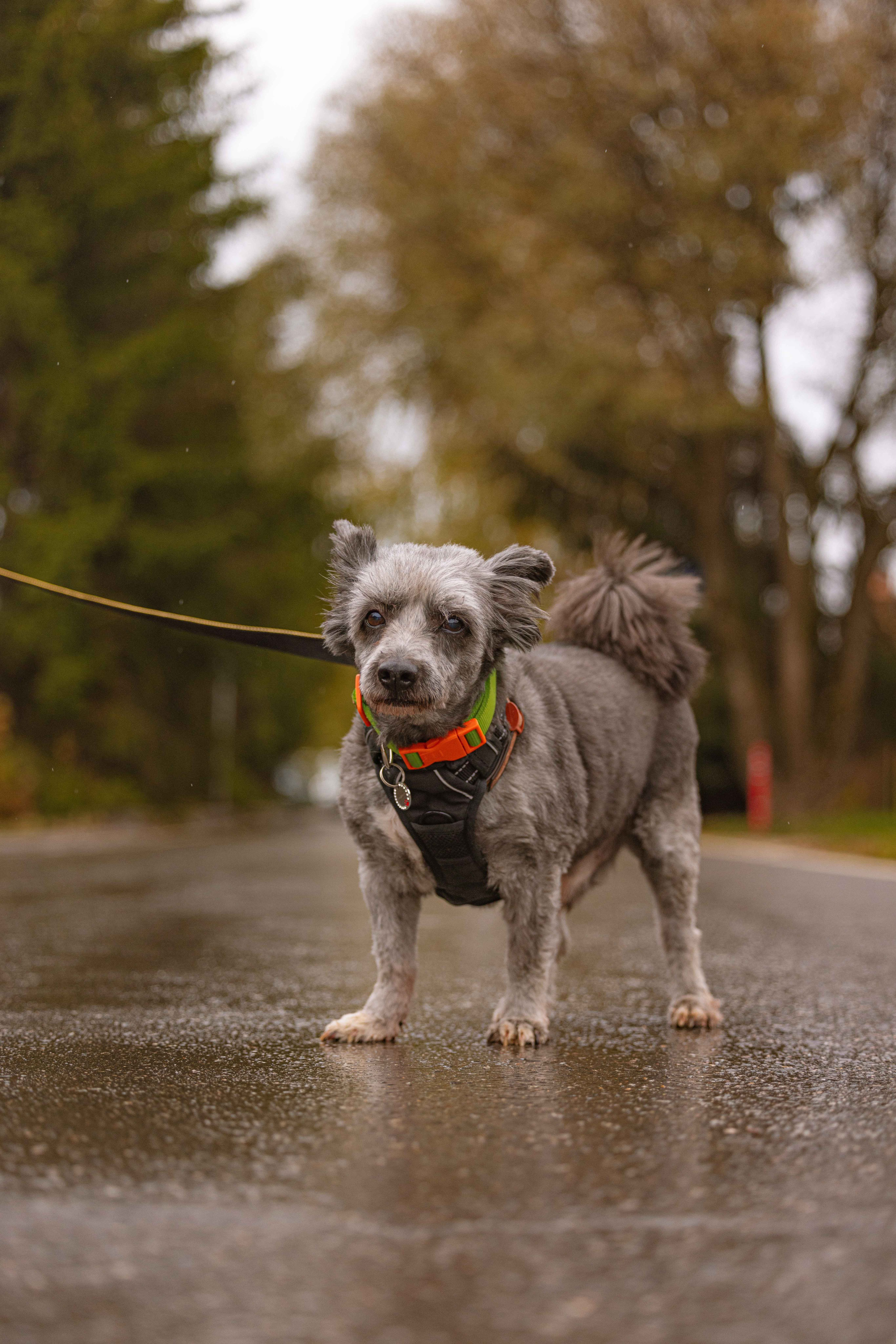 Передержка. Фотограф-анималист в Москве Лера Черноног