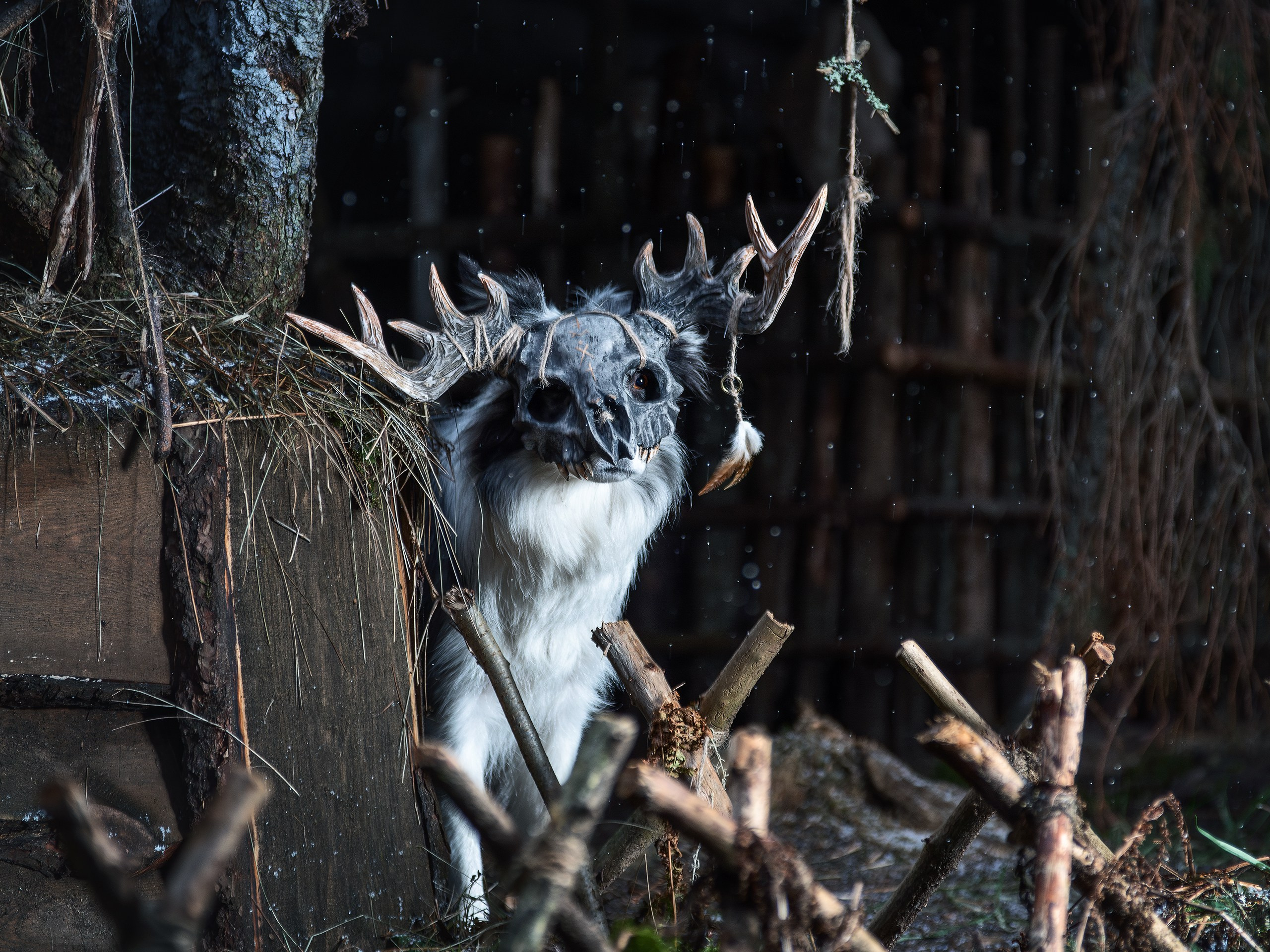 Хэллуин. Фотограф анималист Никита Натальный