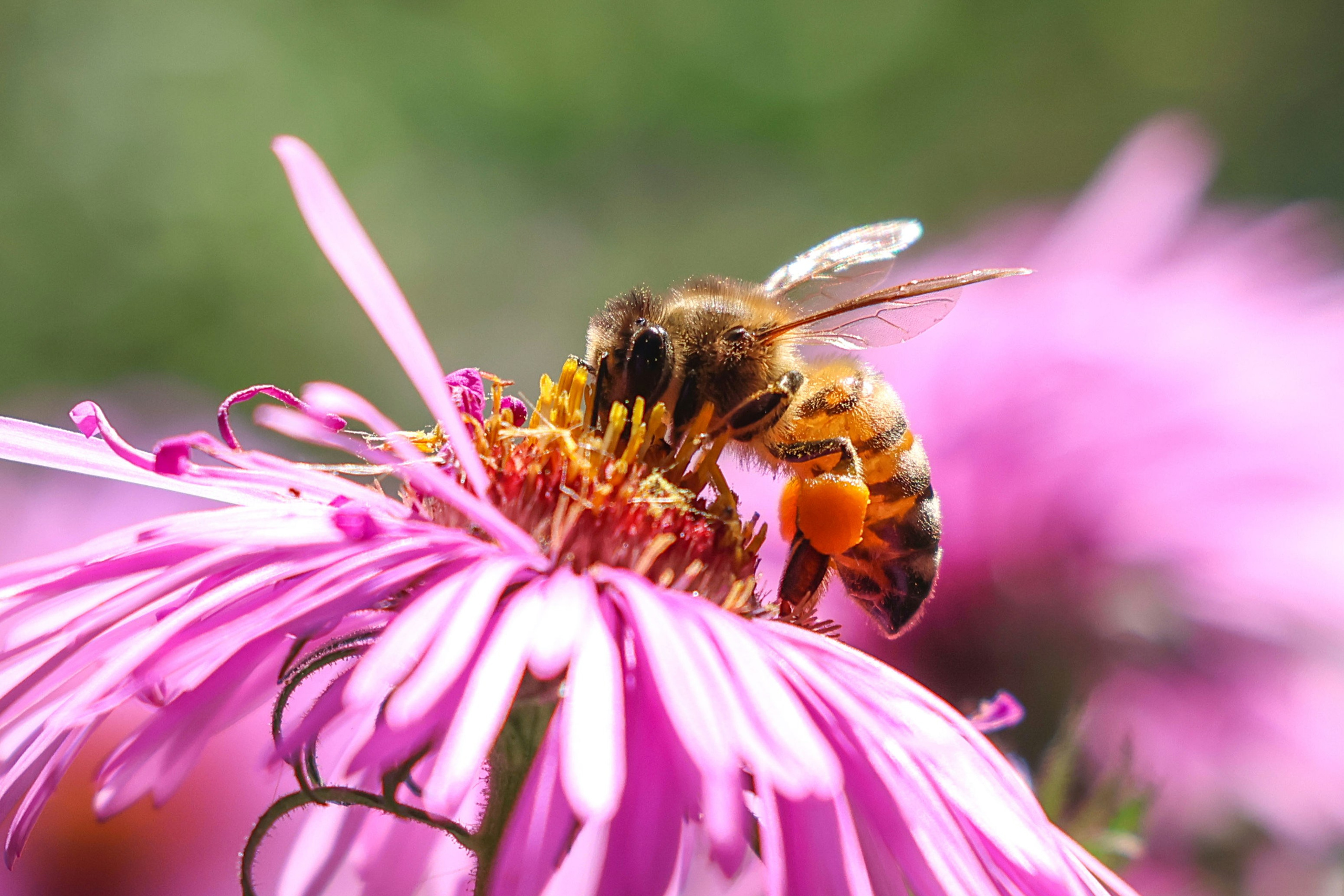 В мире животных. Фотограф Дмитрий Алексеев