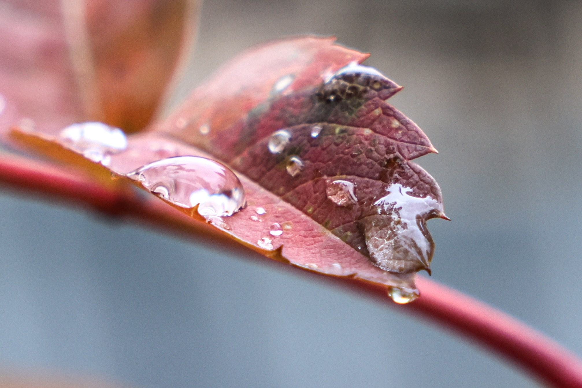Цветочки-лепесточки. Фотограф Дмитрий Алексеев