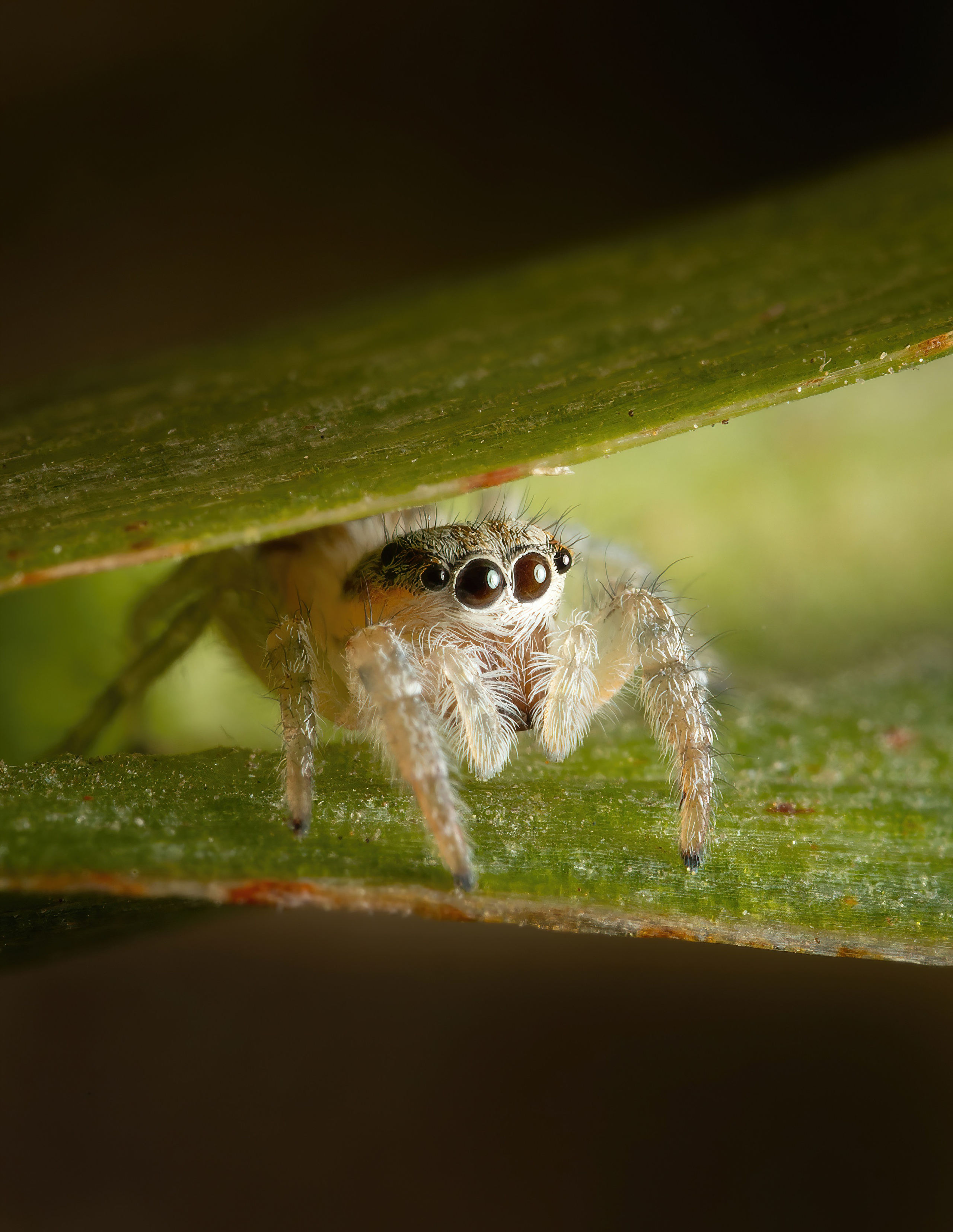 Пауки. Oles Paritskiy