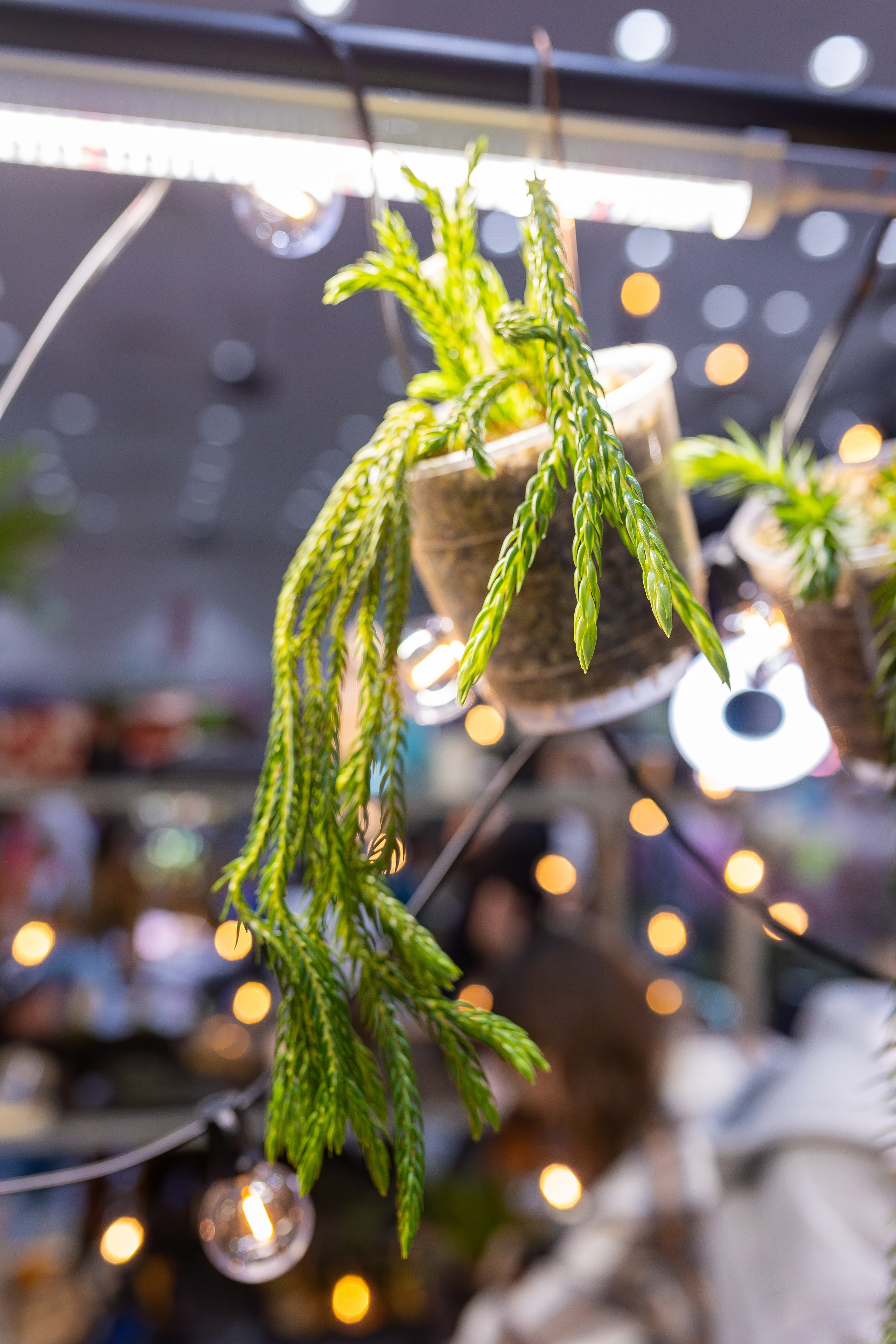 Орхидиум 12.2025. Александра Куликова фотограф, Москва