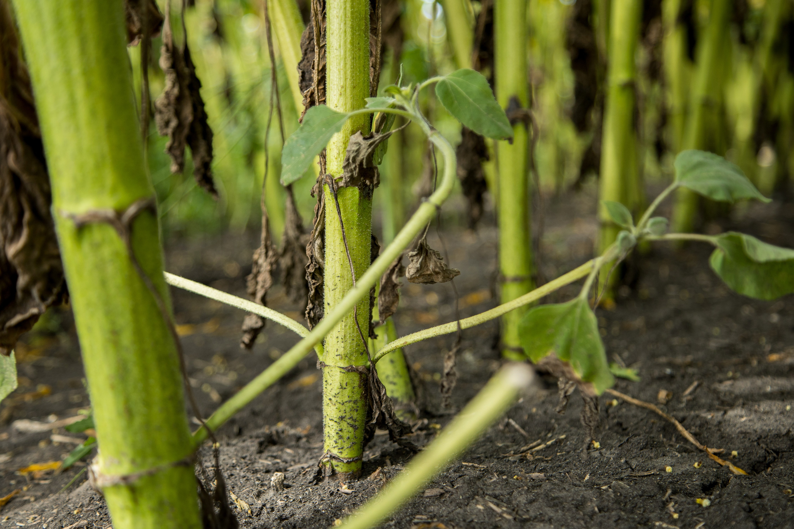 Решения для сельского хозяйства BASF 16.08.2022. Владислав Волков | Фотография и видеосъемка в Воронеже