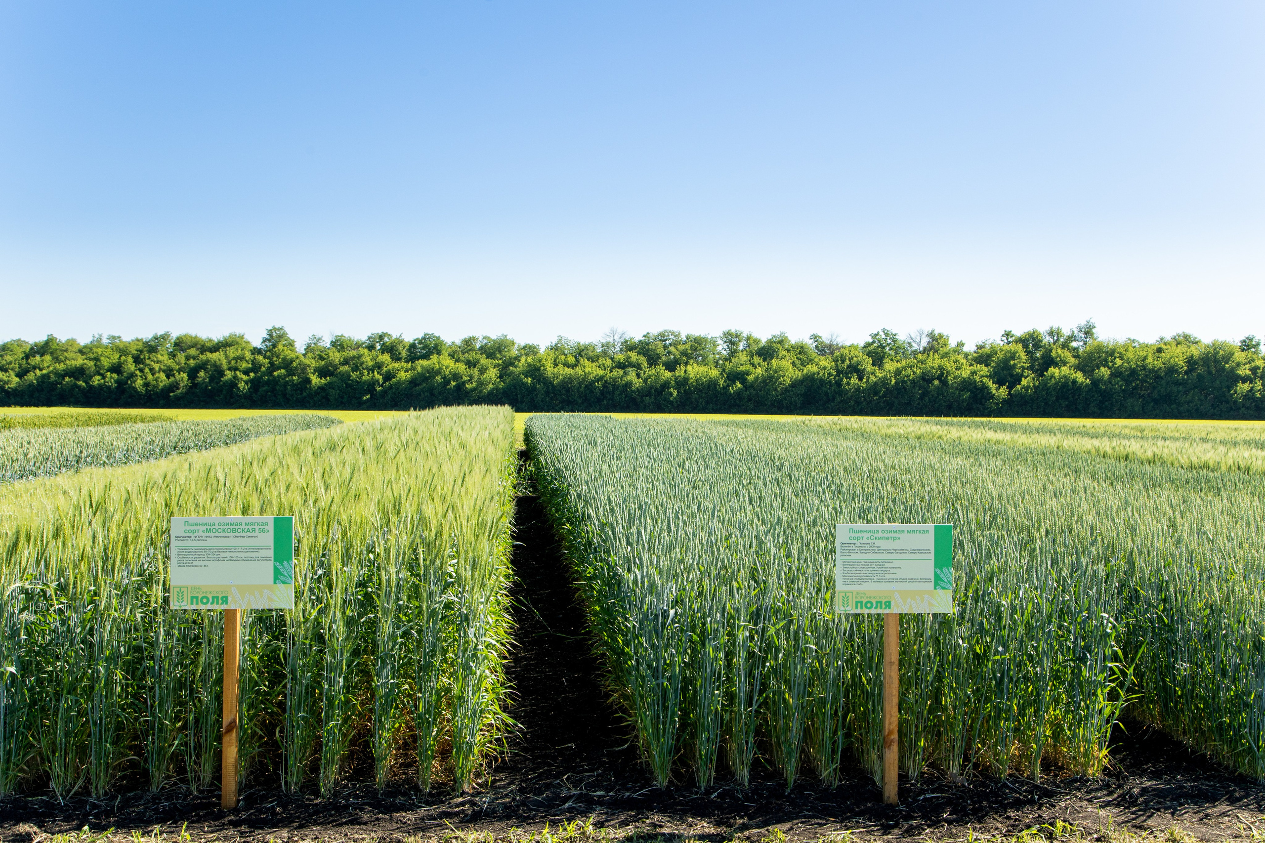 День Поля 2022. Владислав Волков | Фотография и видеосъемка в Воронеже