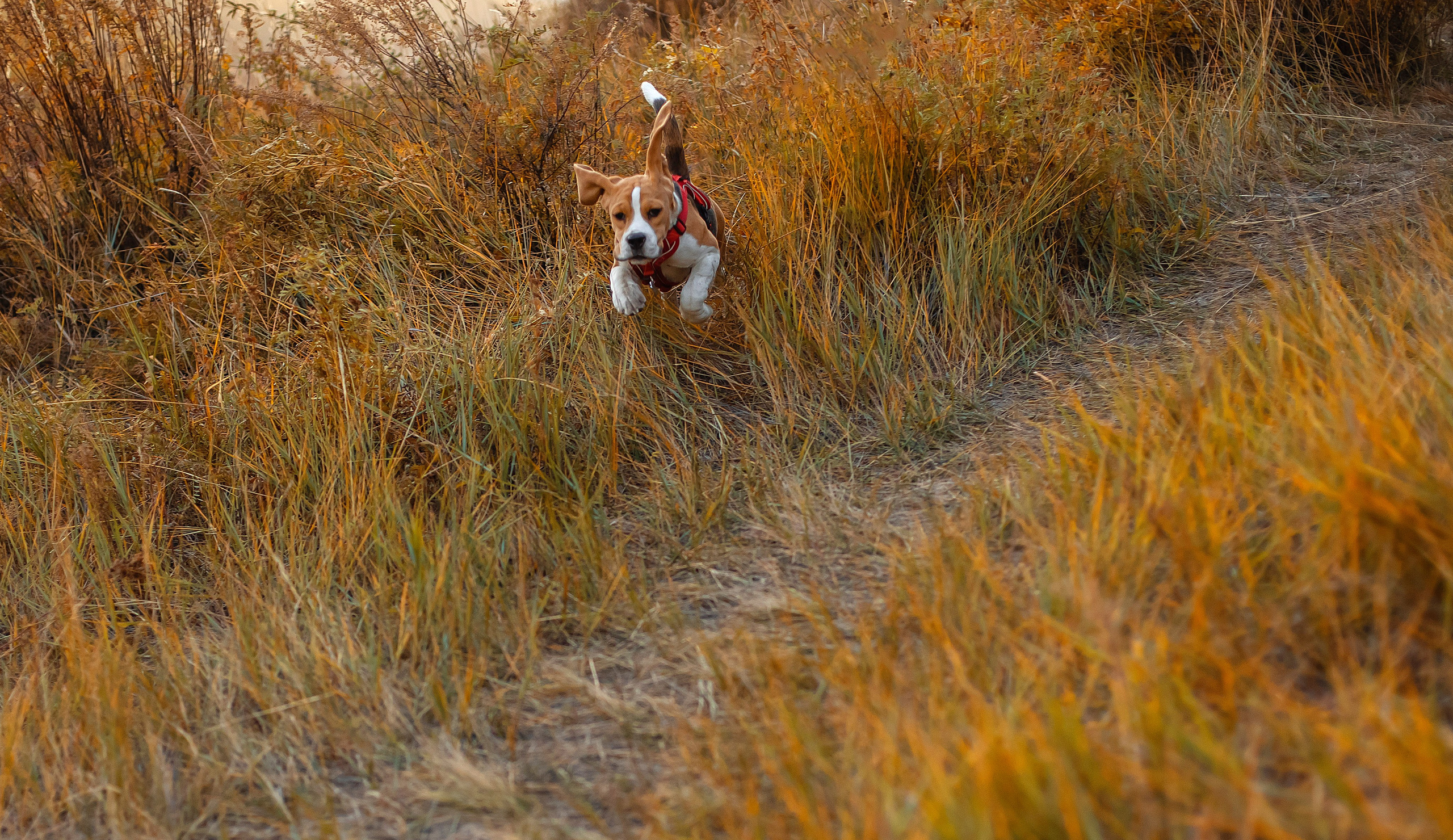 Софья & Боня. Фотограф Григорьева Ольга. Портретная, семейная съёмка, Love Stori, видеосъёмка в городе Чита. Выпускные альбомы, фотокниги