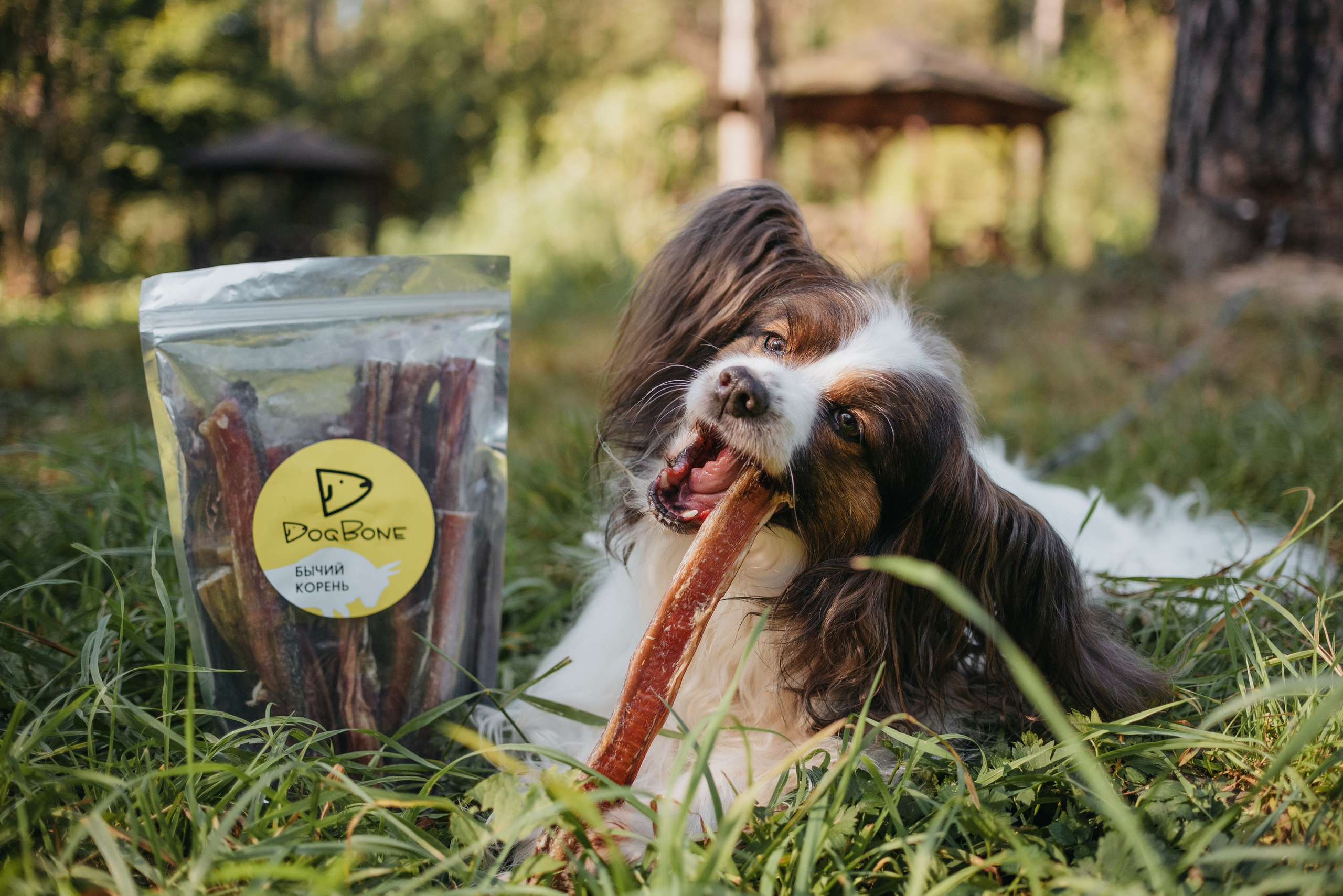 Dog Bone контент. Фотограф-анималист Валерия, Москва, Мытищи