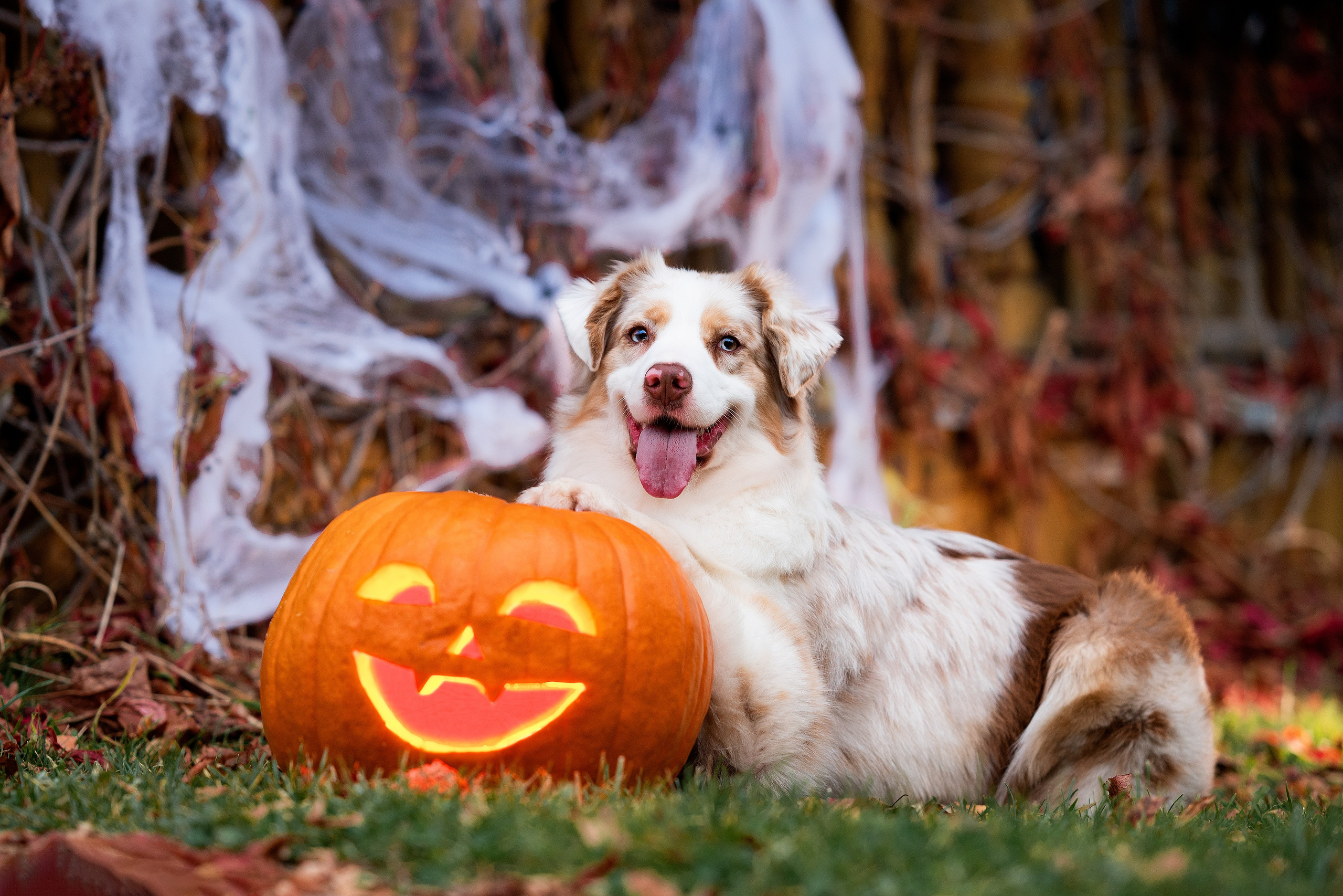 Halloween. Творческий фотограф Вологда