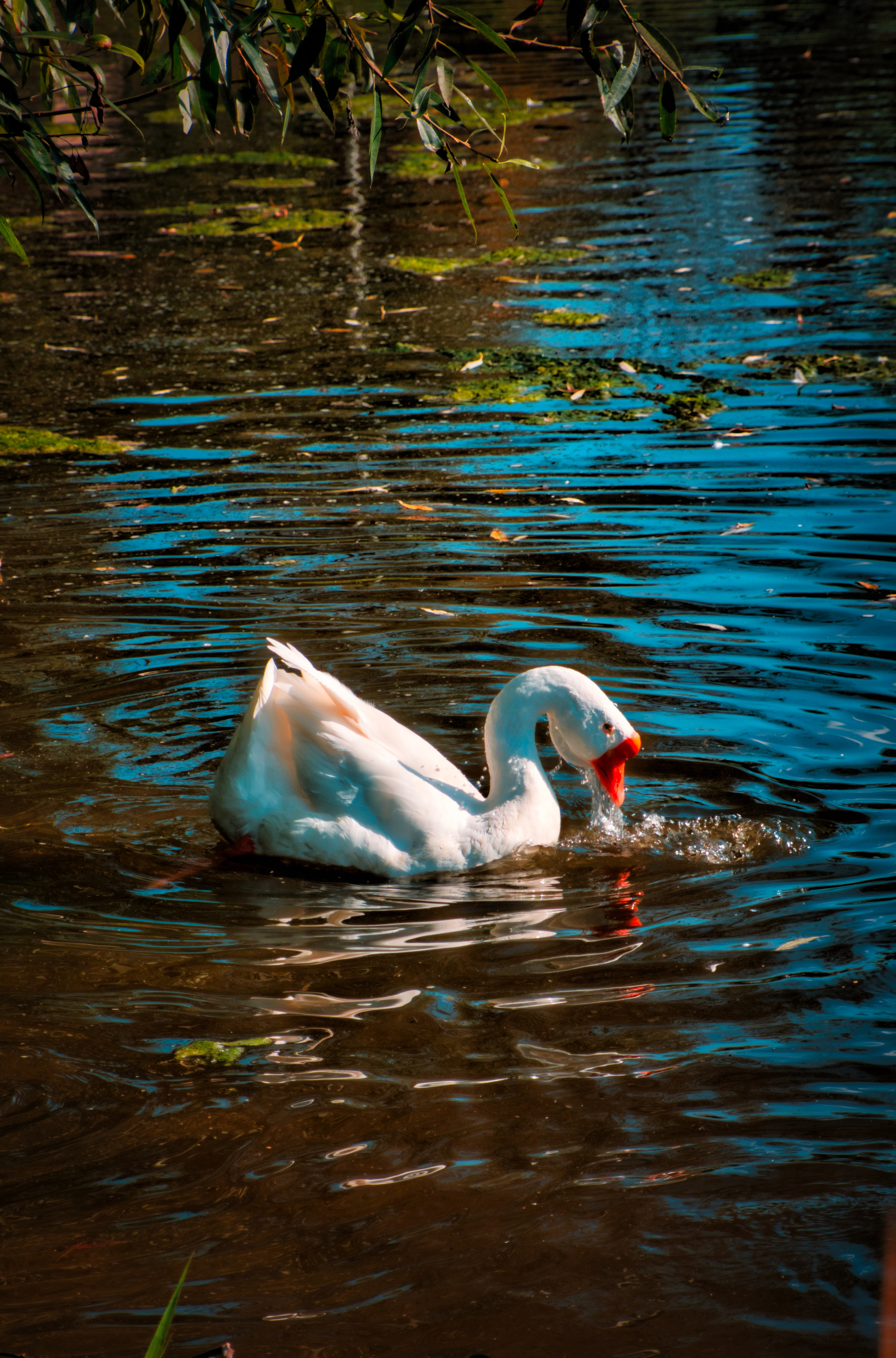 Животные. Креативное агентство — видео, фото, дизайн