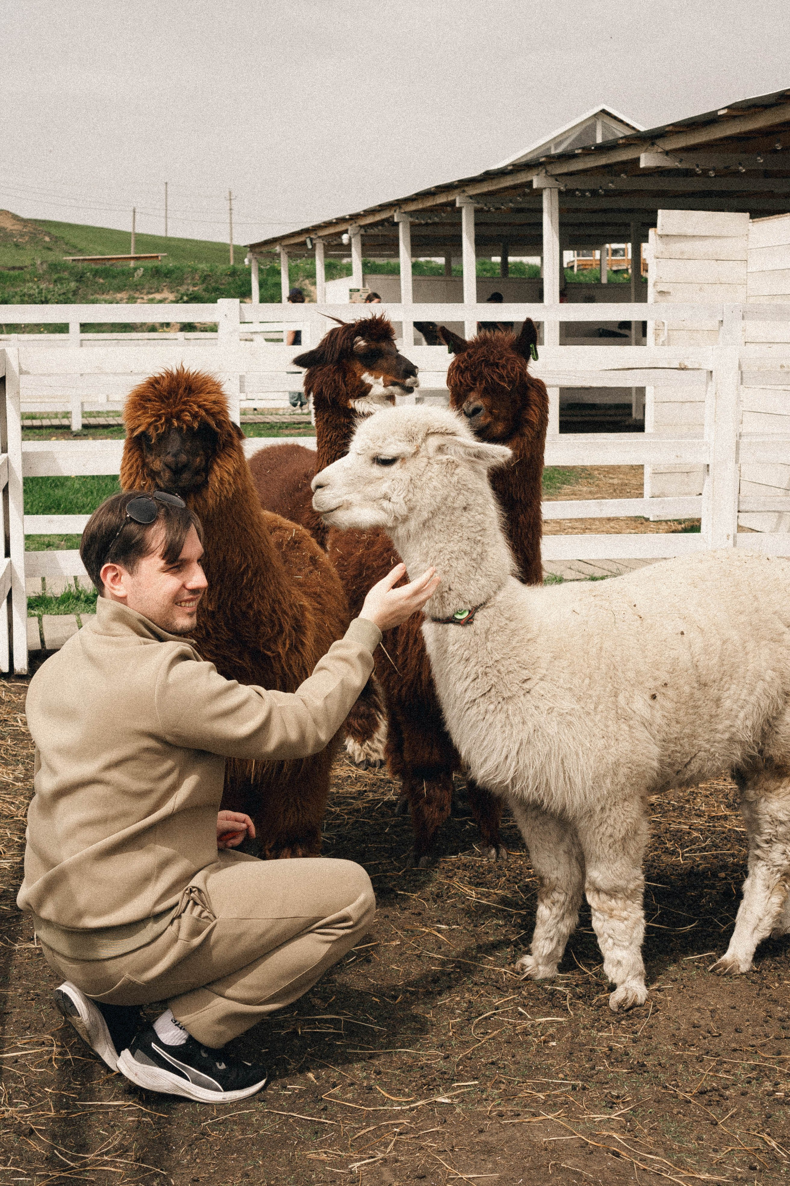 Ферма Альпак. Профессиональный фотограф, Санкт-Петербург — Виктория Богомолова