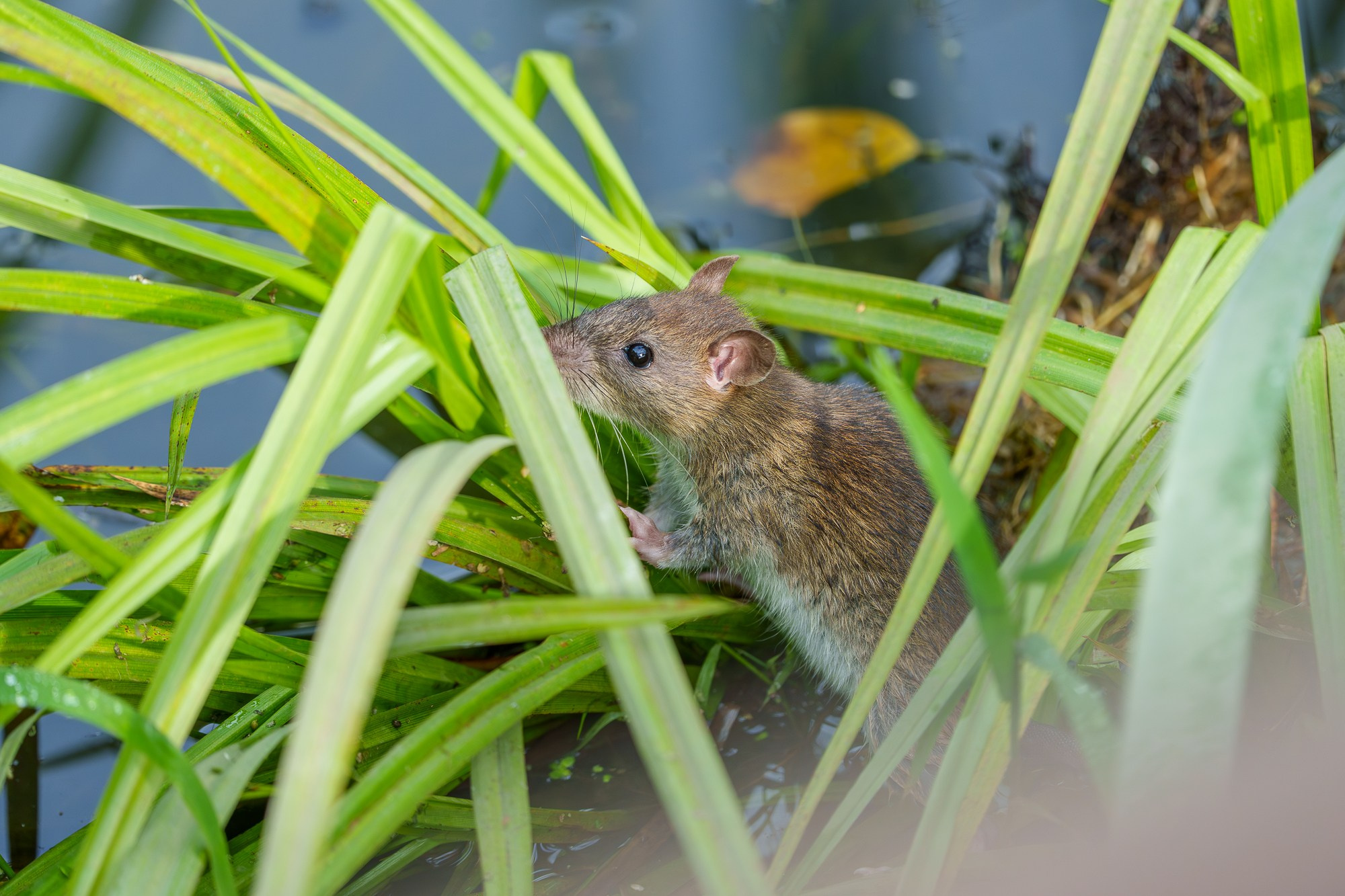Животные. Ваш личный фотограф Марина Волкова