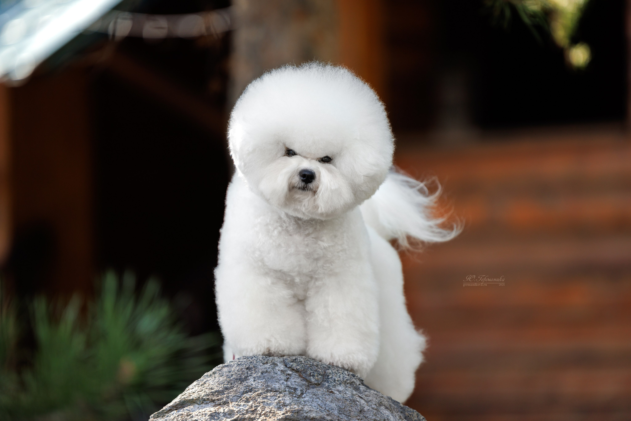 Астана 2хCACIB 17-18.08.2024. Фотограф-анималист Юлия Германика