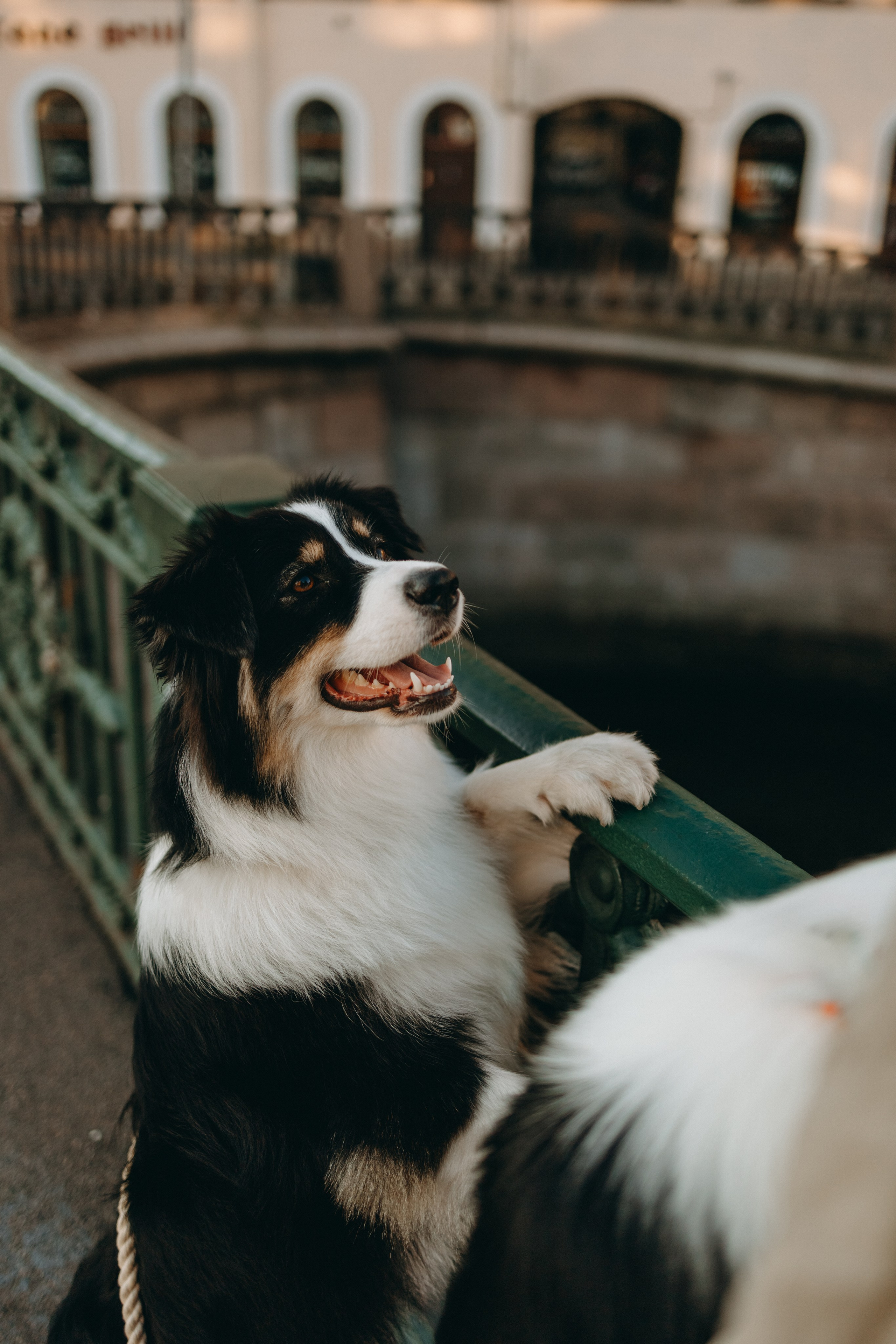 Катя и ее девочки. Фотограф — Анималист | Санкт-Петербург