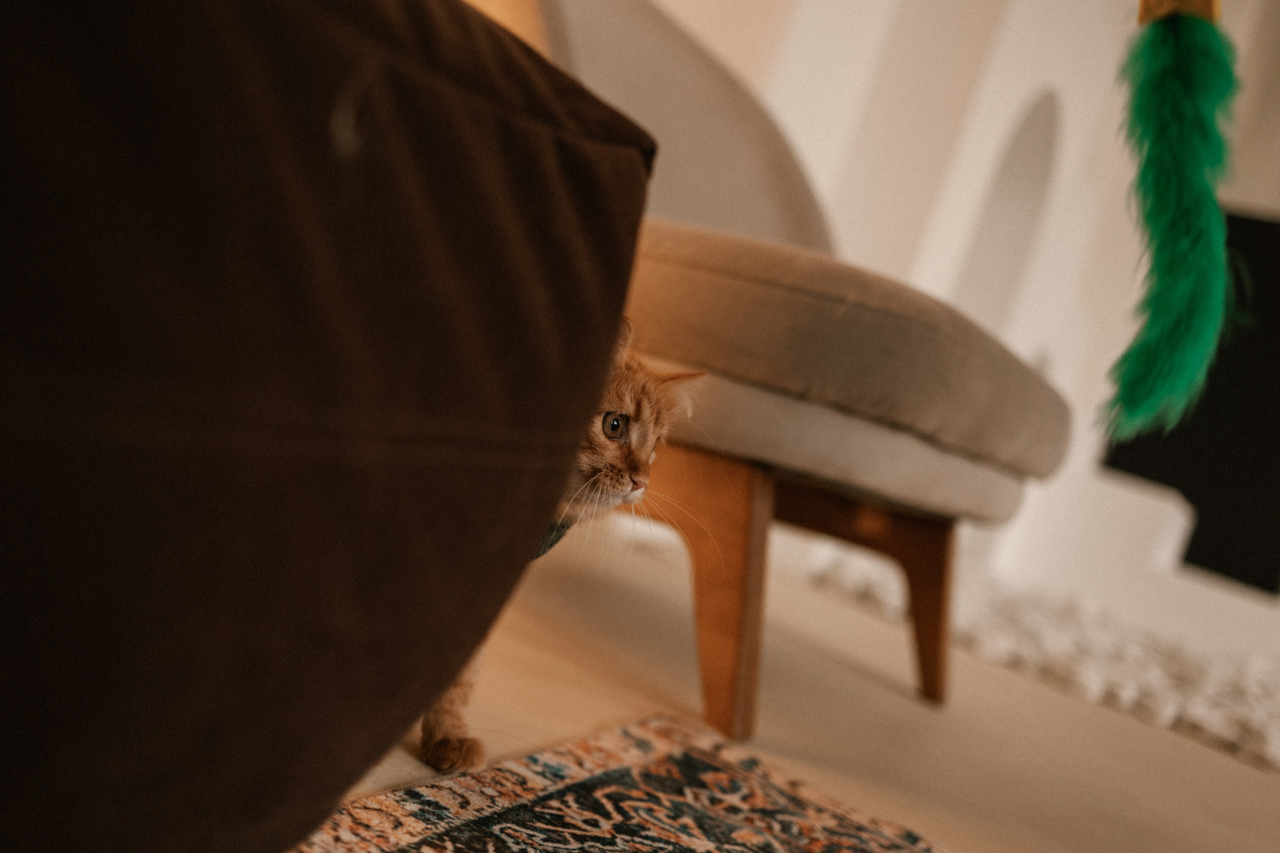 Камилла и ее девочки. Фотограф — Анималист | Санкт-Петербург