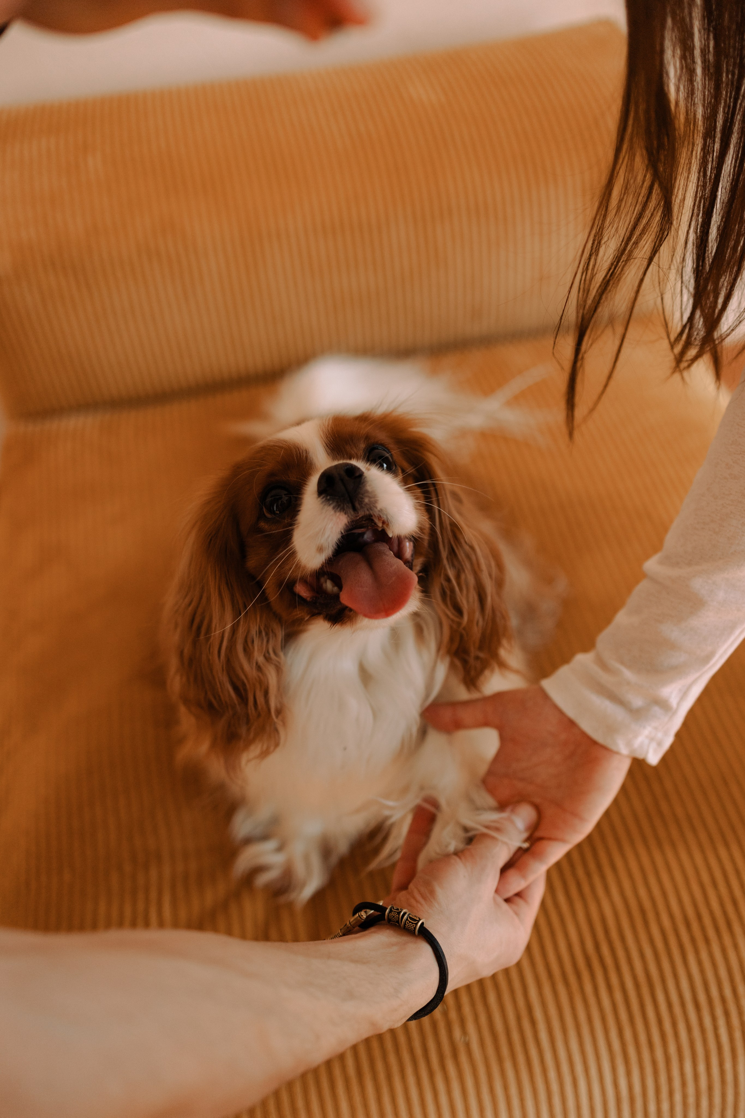 Шерри и ее семья. Фотограф — Анималист | Санкт-Петербург