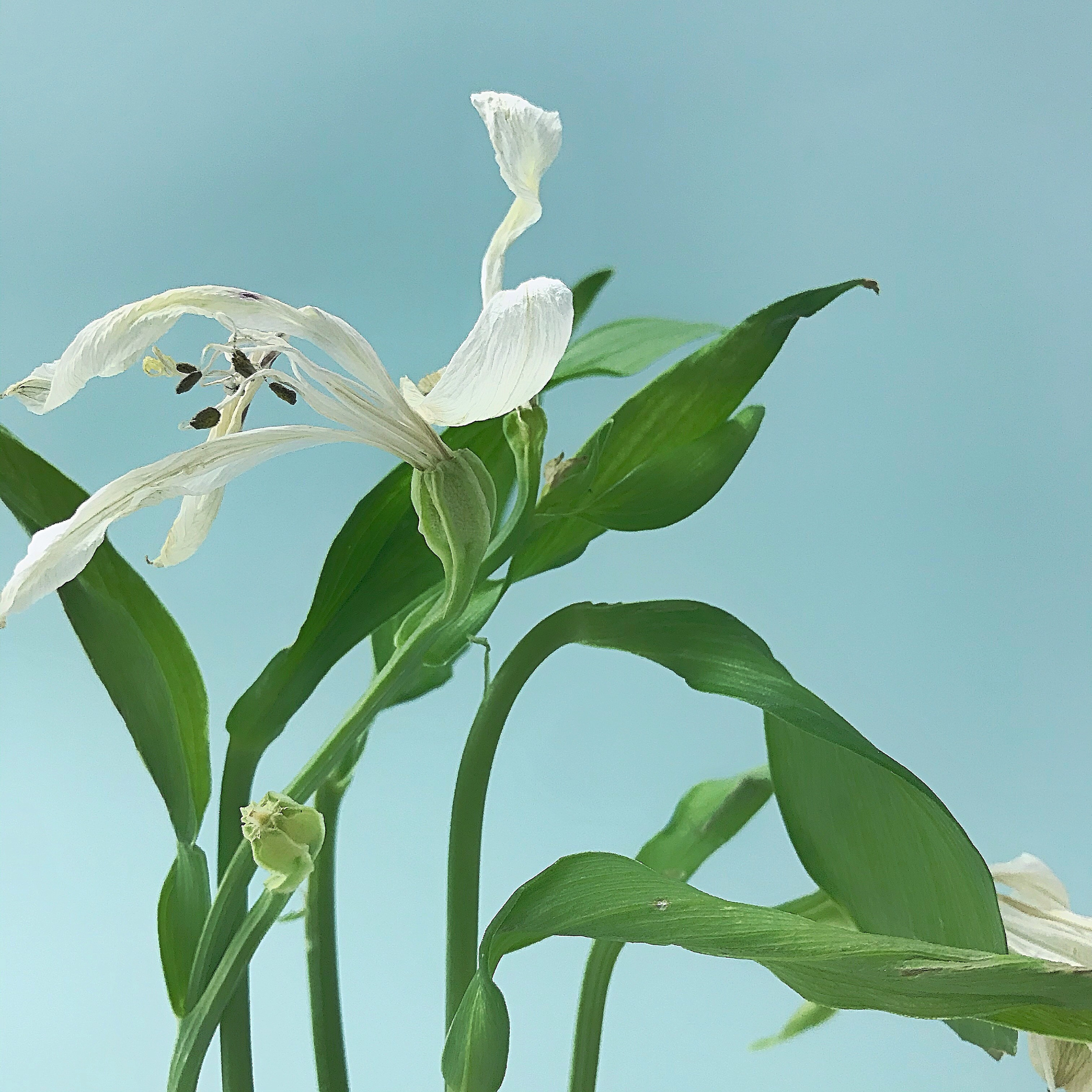 Object and lifestyle photography