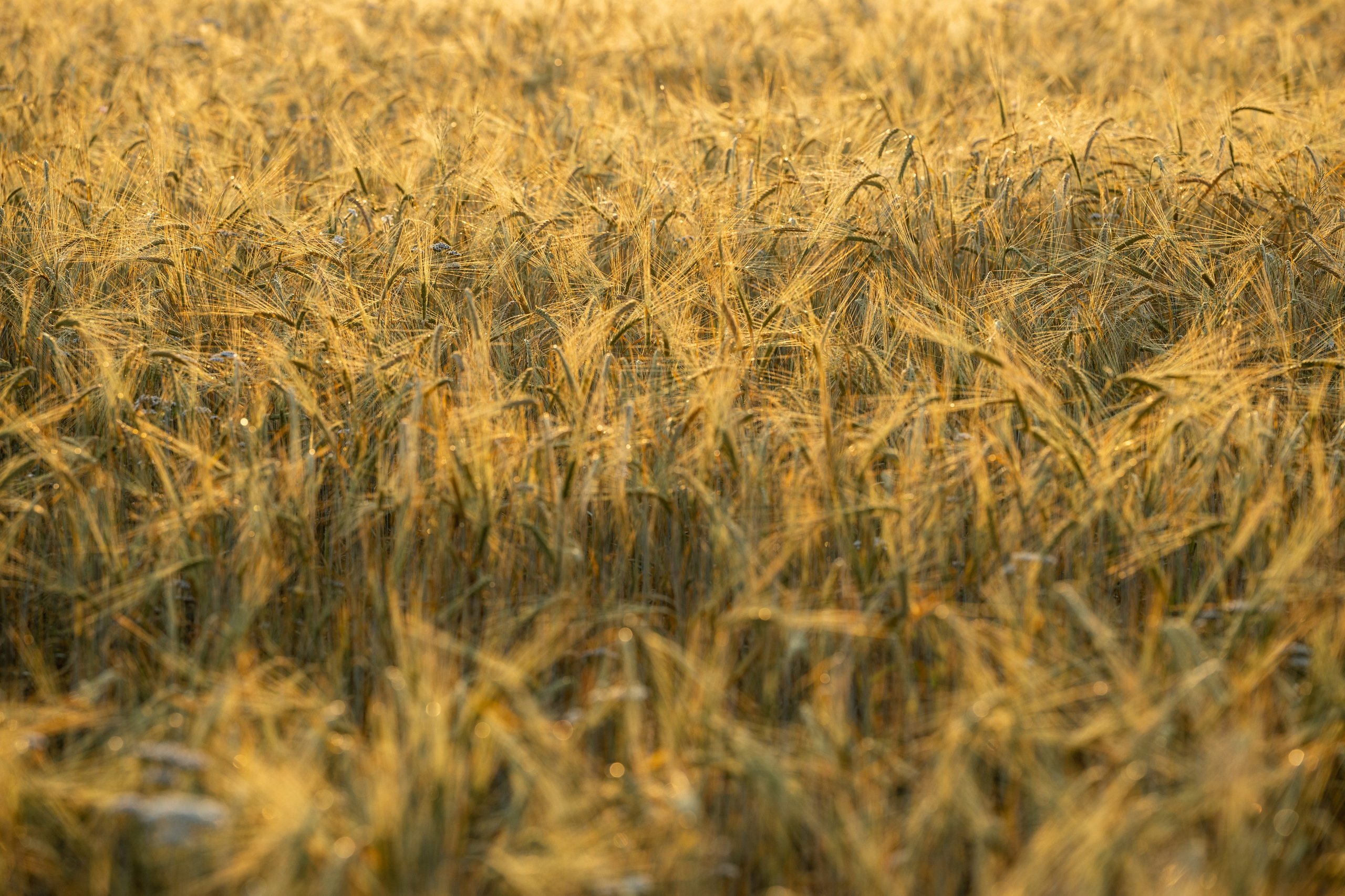Природные пейзажи. Наталия Клевинскас портретный фотограф в Костроме