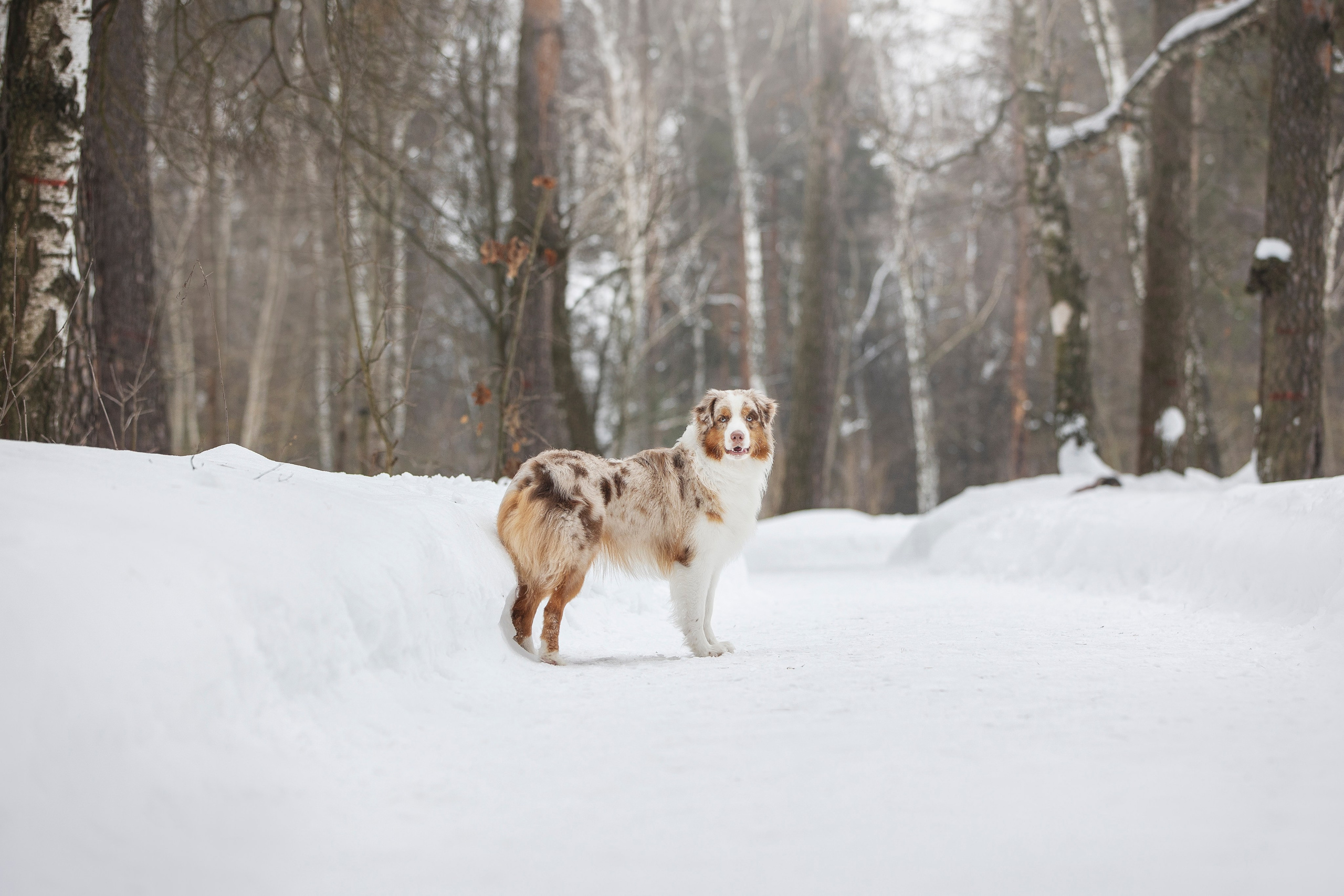 Дария, Макс, Сезам и Чили. Фотограф анималист в Москве Майорова Евгения