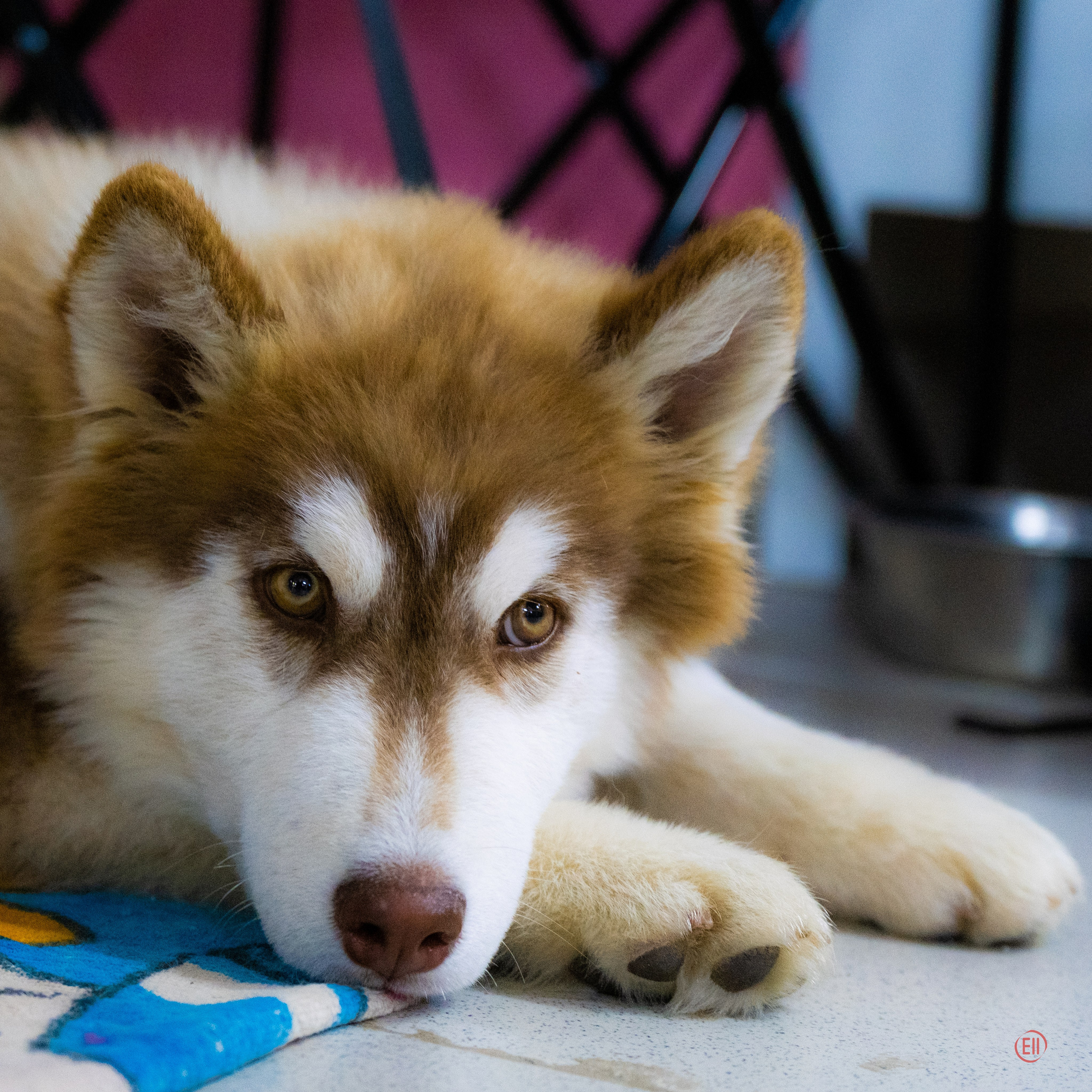 Друг человека. Фотограф в Москве