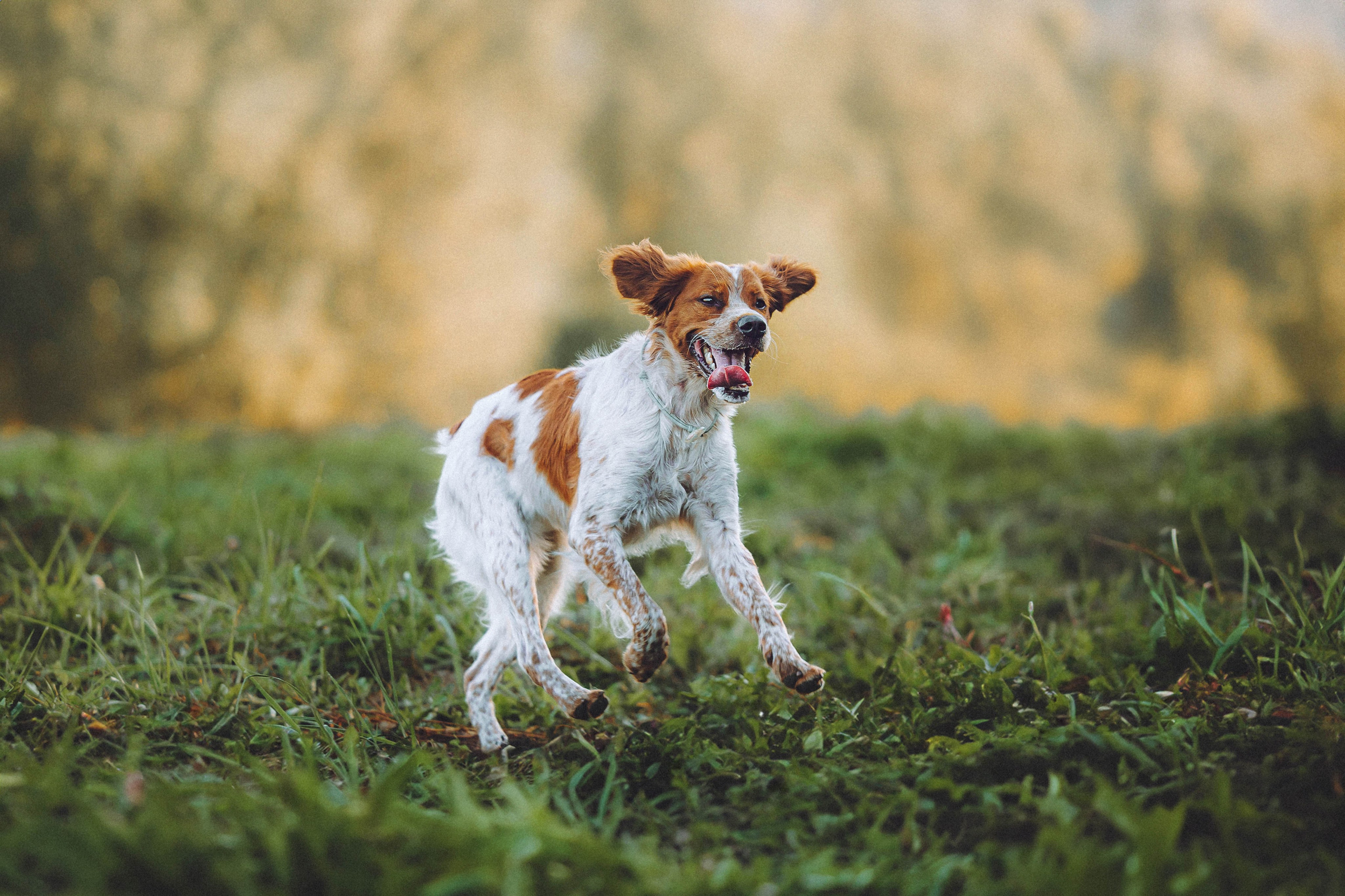 Камри и Пафи