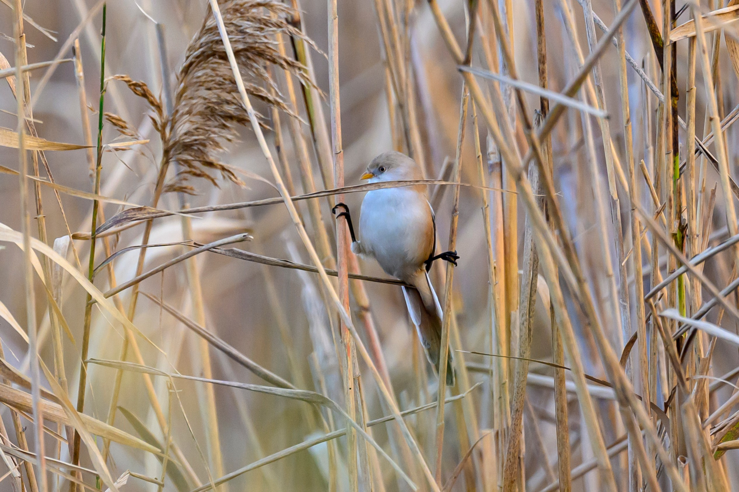 Дагестан. Ноябрь 2025. Фотограф Сергей Пупонин