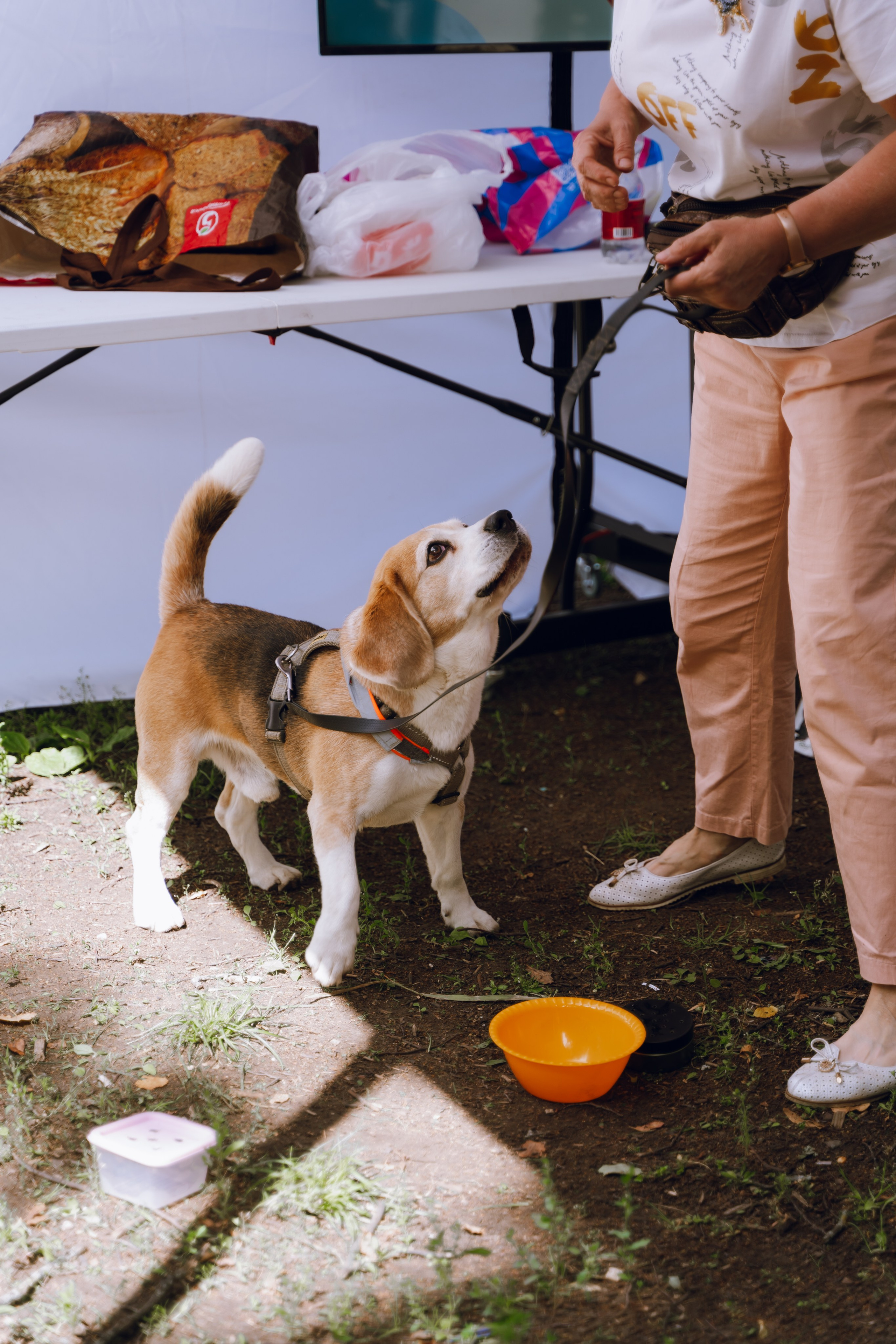 Площадка фестиваля «Мампус и его друзья» в Лесопарке 2025. Фотограф Надежда Погребняк | Рязань | Москва
