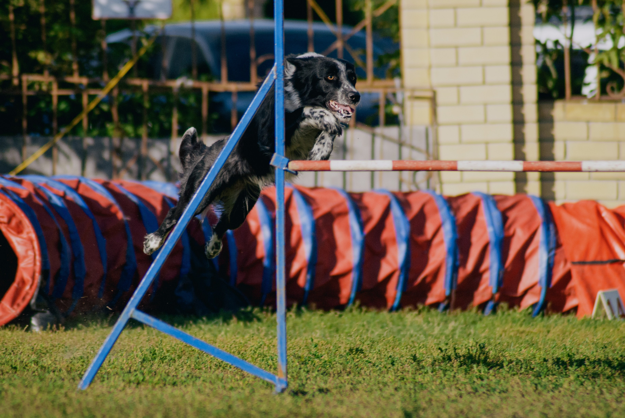 Аджилити. Фотограф в Тюмени Лизавета Сапицкая