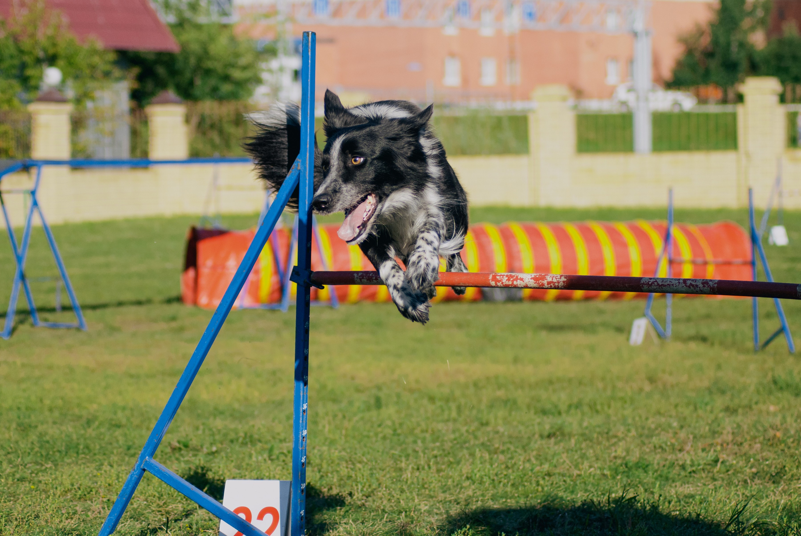 Аджилити. Фотограф в Тюмени Лизавета Сапицкая