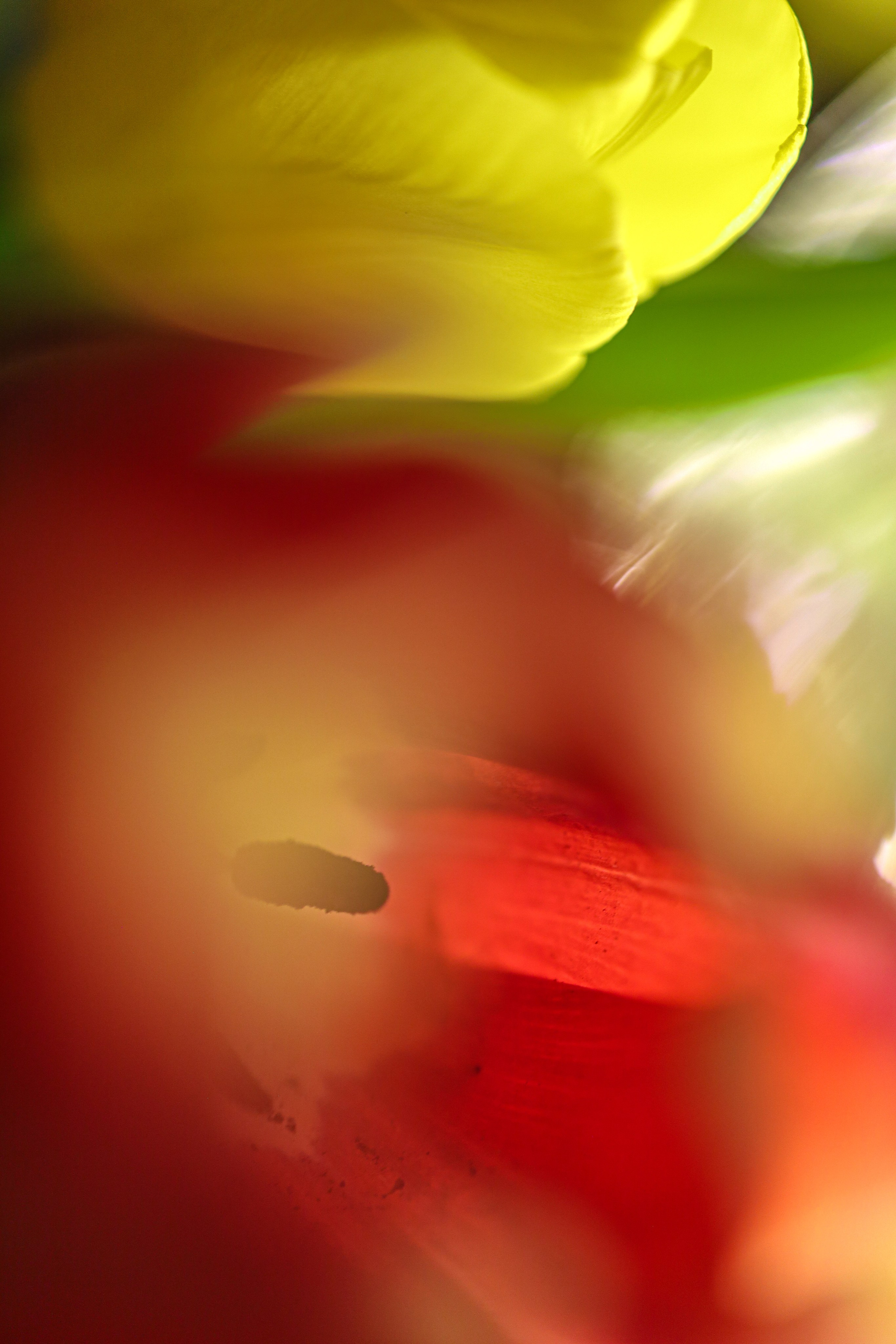 Природа &. Фотохудожник в СПб