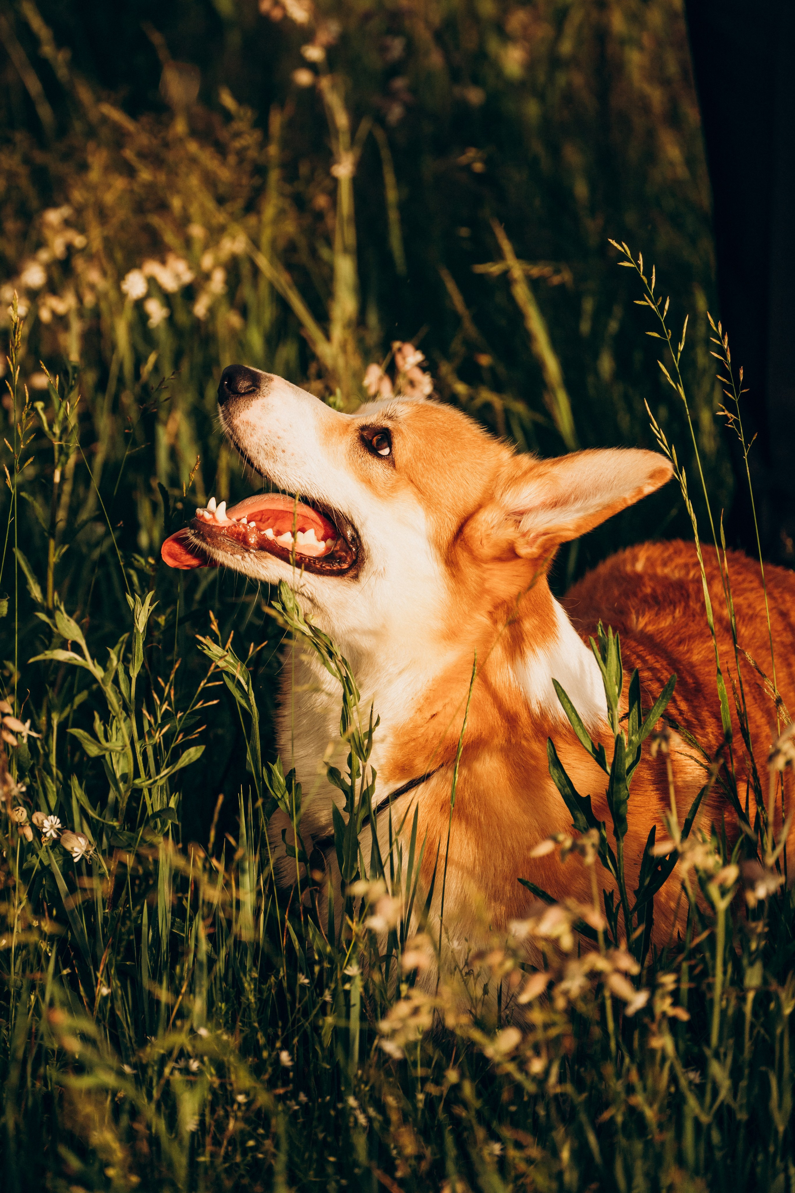 Алсу, Саша, Нага и Тако. Фотограф-анималист Анастасия Большакова
