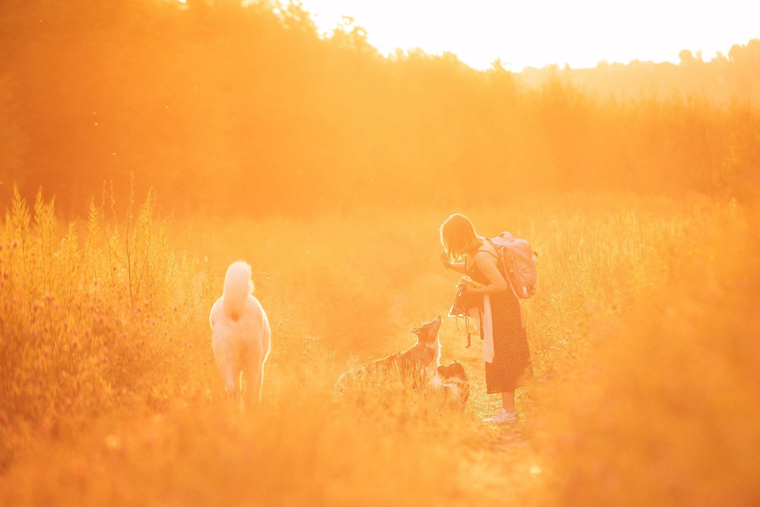 Таня и команда на рассвете. Фотограф анималист Кузнецова Анна Нижний Новгород