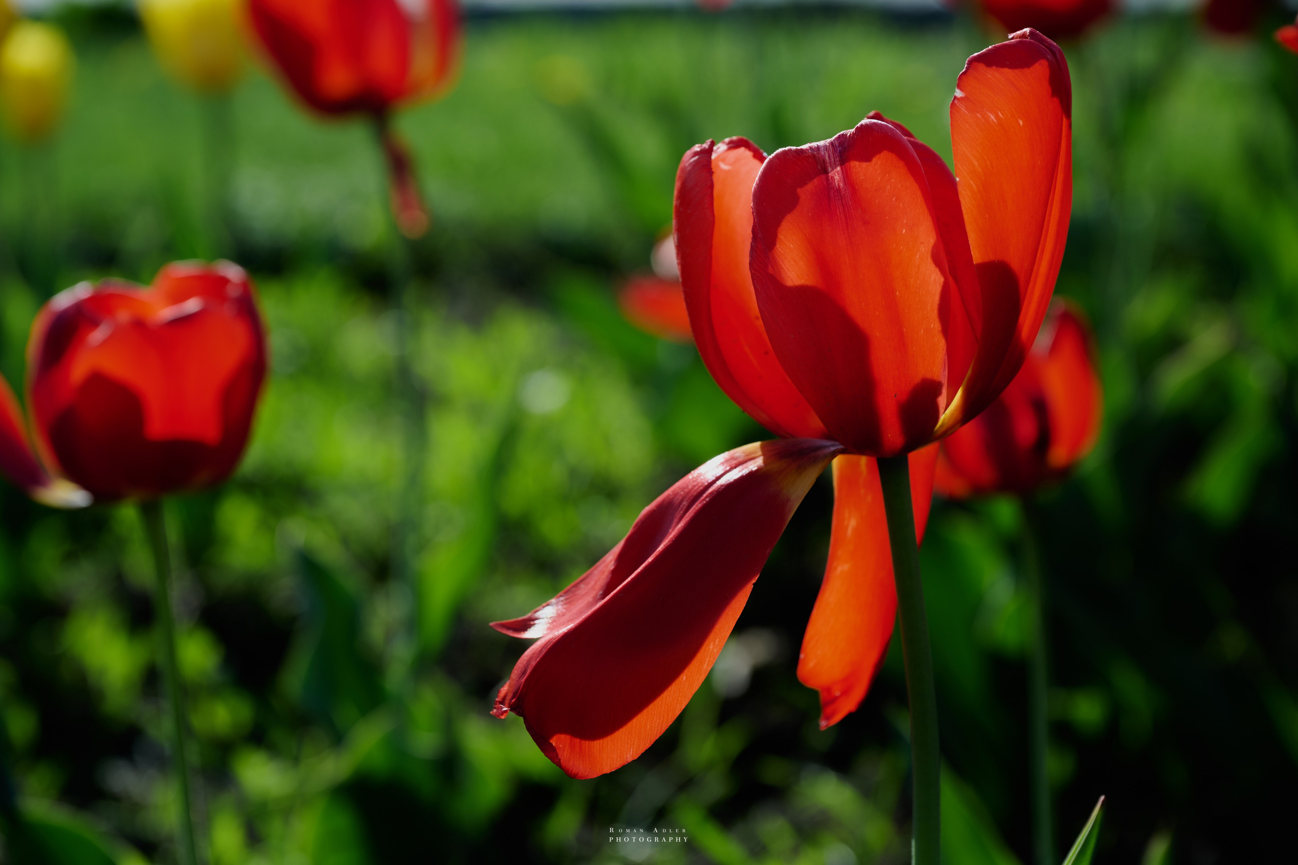 Орел. Апрель 2024. Фотограф Роман Адлер