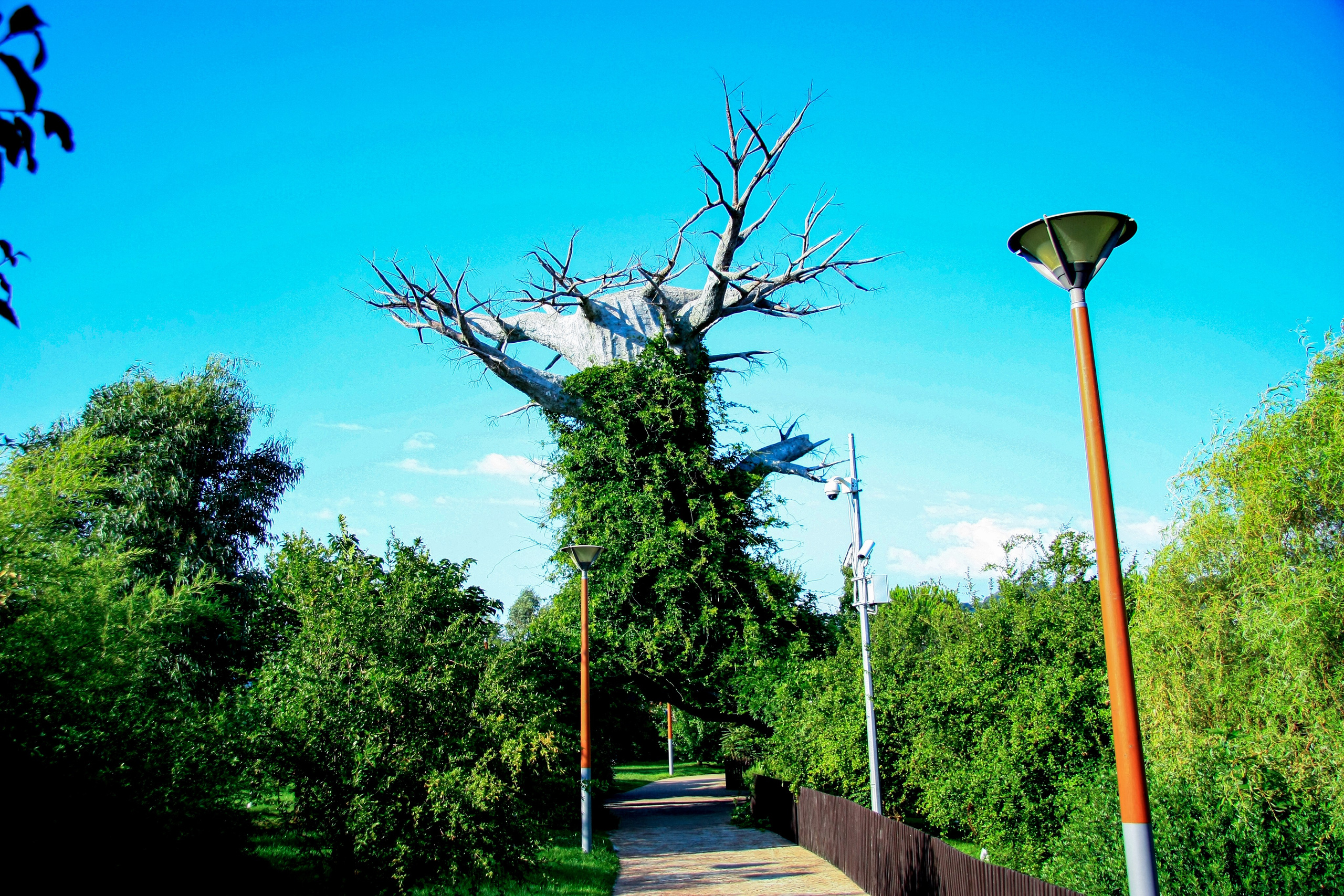 Первые кадры. Сочи — парк. Фотограф Роман Адлер