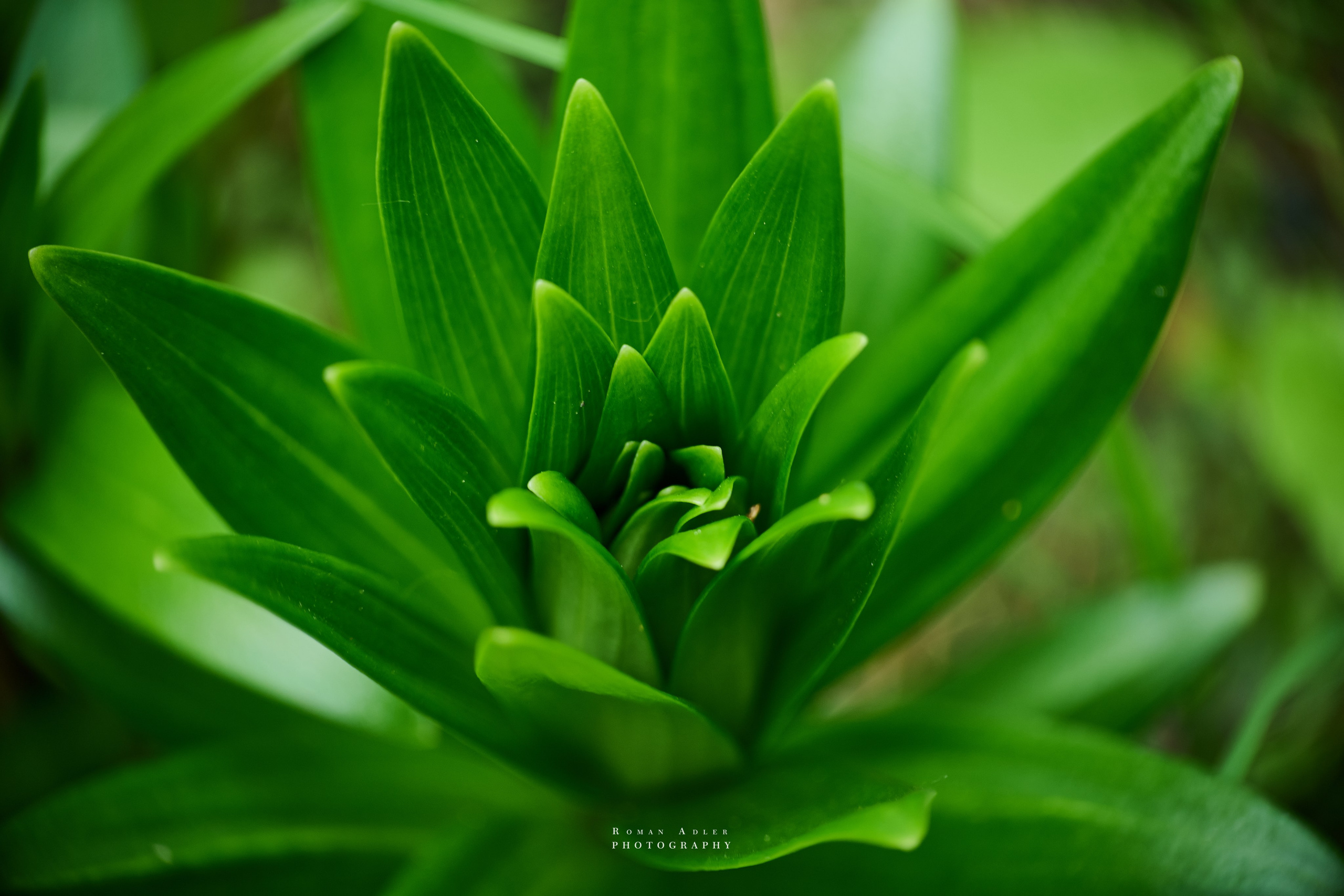 Интерьерные фотографии цветов. Фотограф Роман Адлер. Фото цветов. 