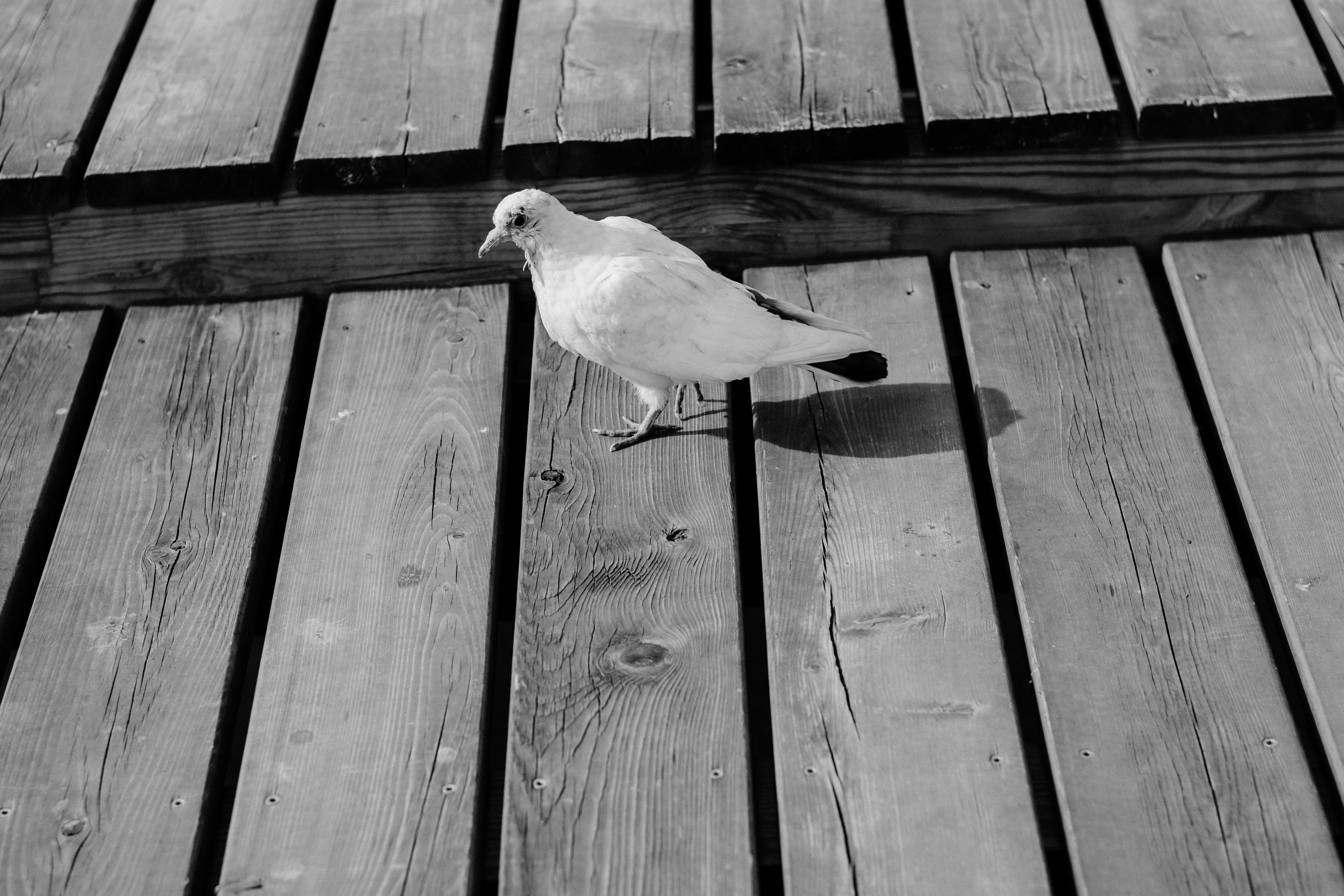 Александр. Фотограф Дарья Мустафина, Тюмень