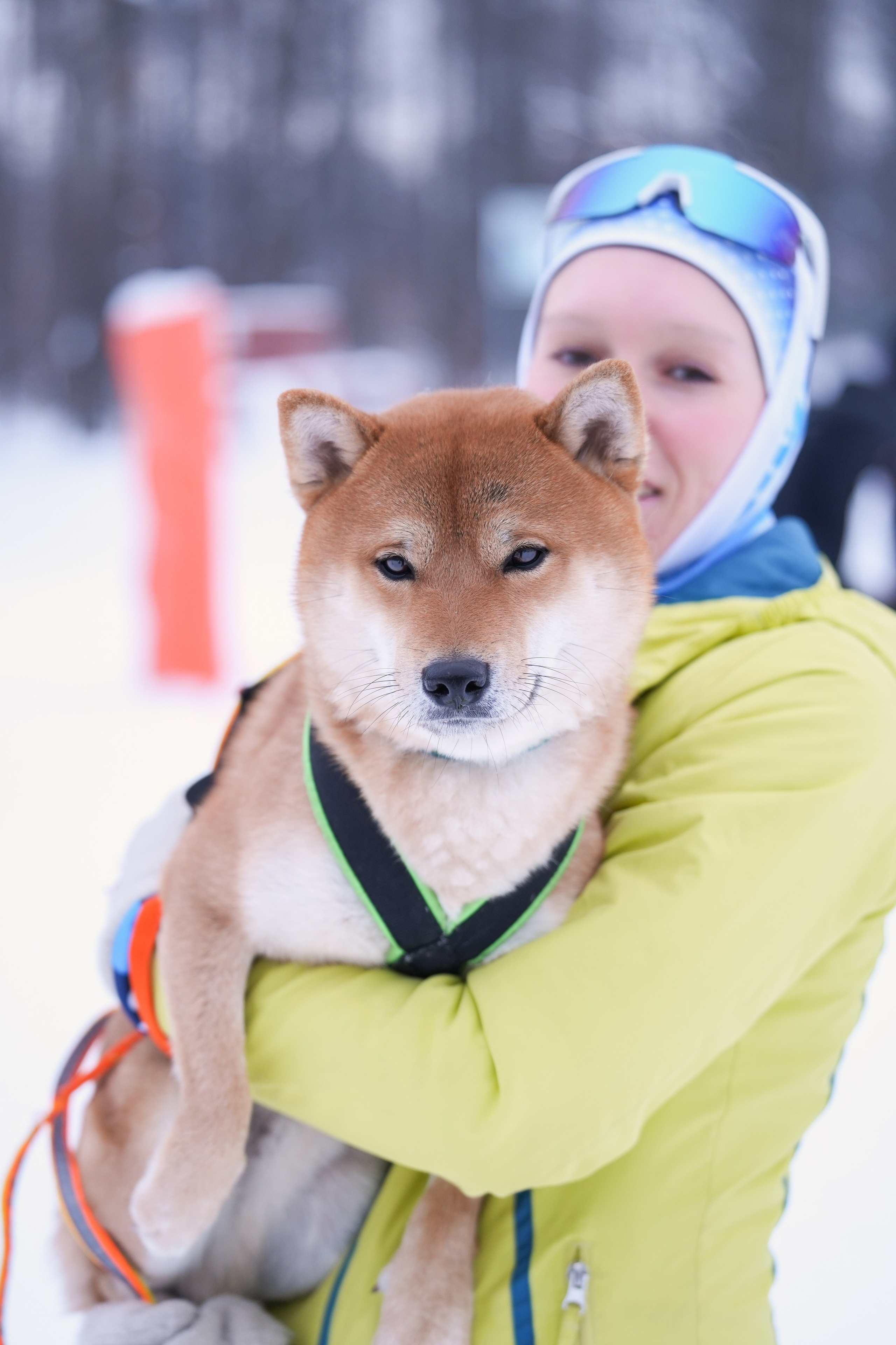 Рождественские гонки на собаках. Т/б «Чайка». Семейный фотограф Владимир Просвиркин. г. Самара